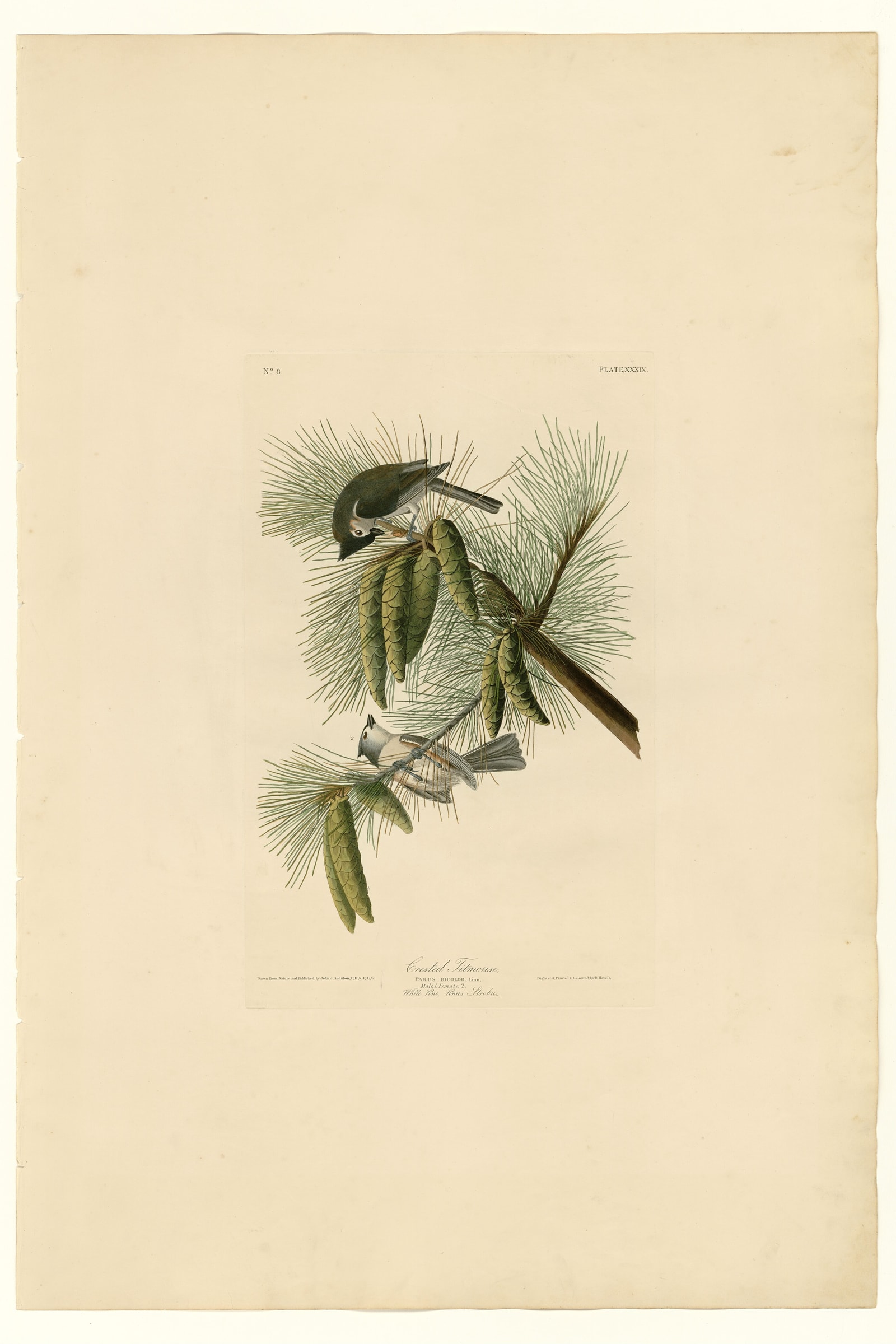 Tufted Titmouse