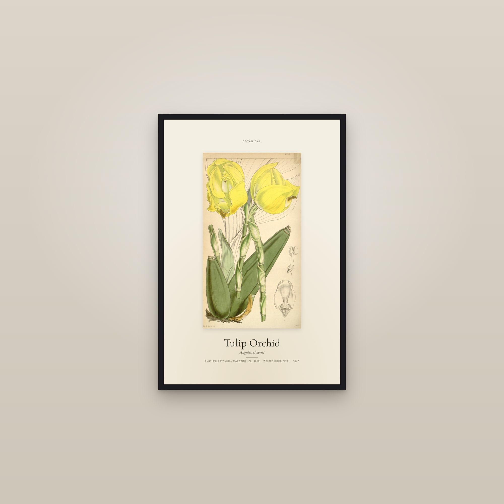 Tulip Orchid — Specimen — framed in a gallery setting
