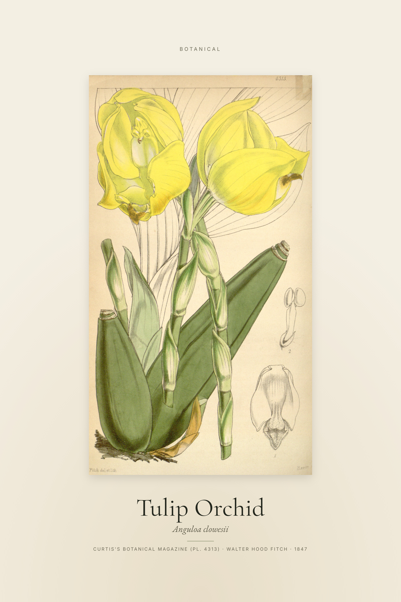 Tulip Orchid — Specimen