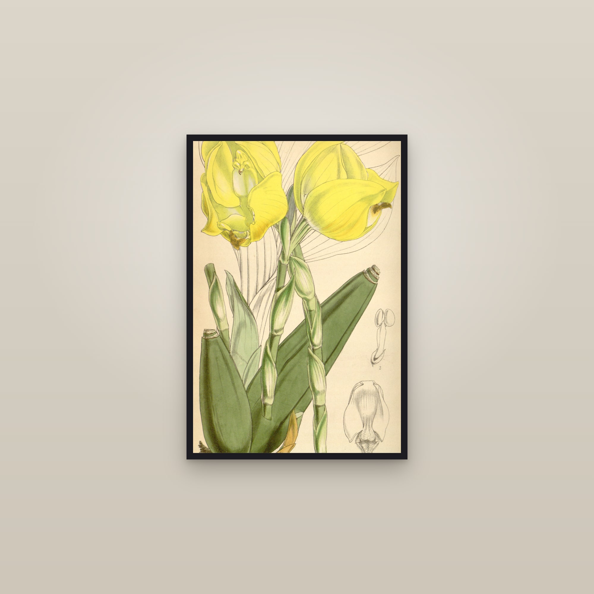 Tulip Orchid — framed in a gallery setting