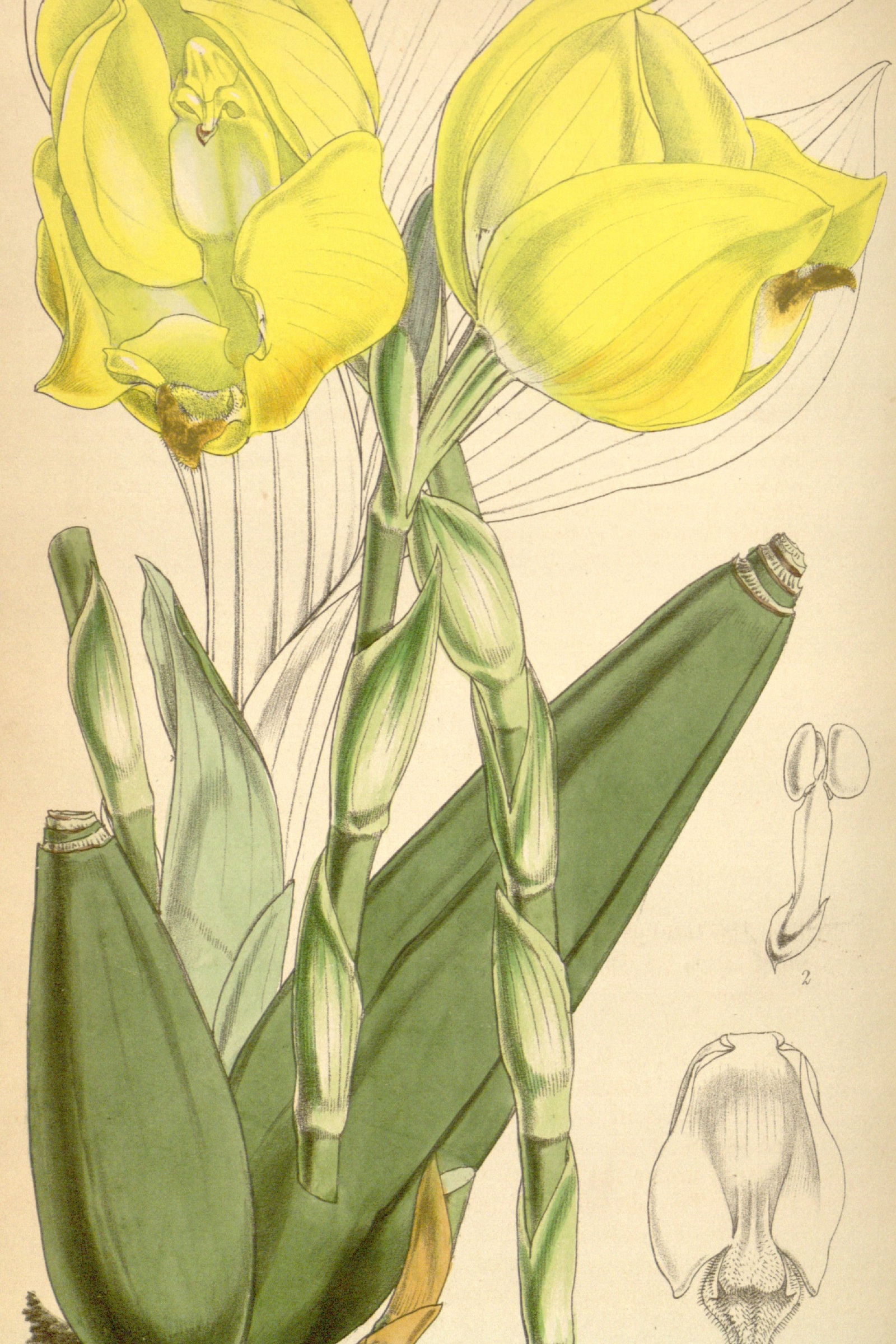Tulip Orchid