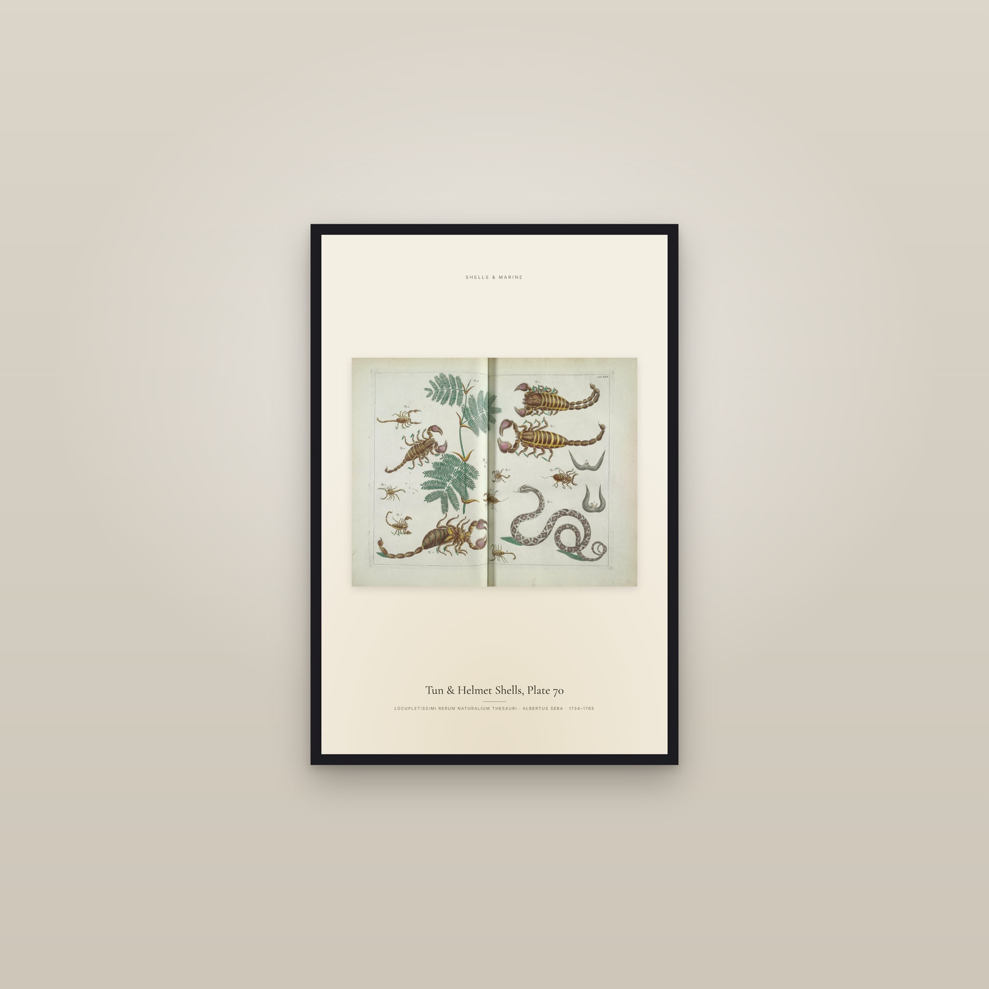 Tun & Helmet Shells, Plate 70 — framed in a gallery setting
