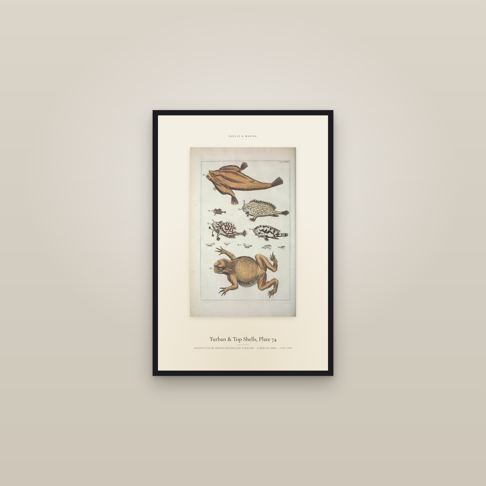Turban & Top Shells, Plate 74 — Specimen — framed in a gallery setting