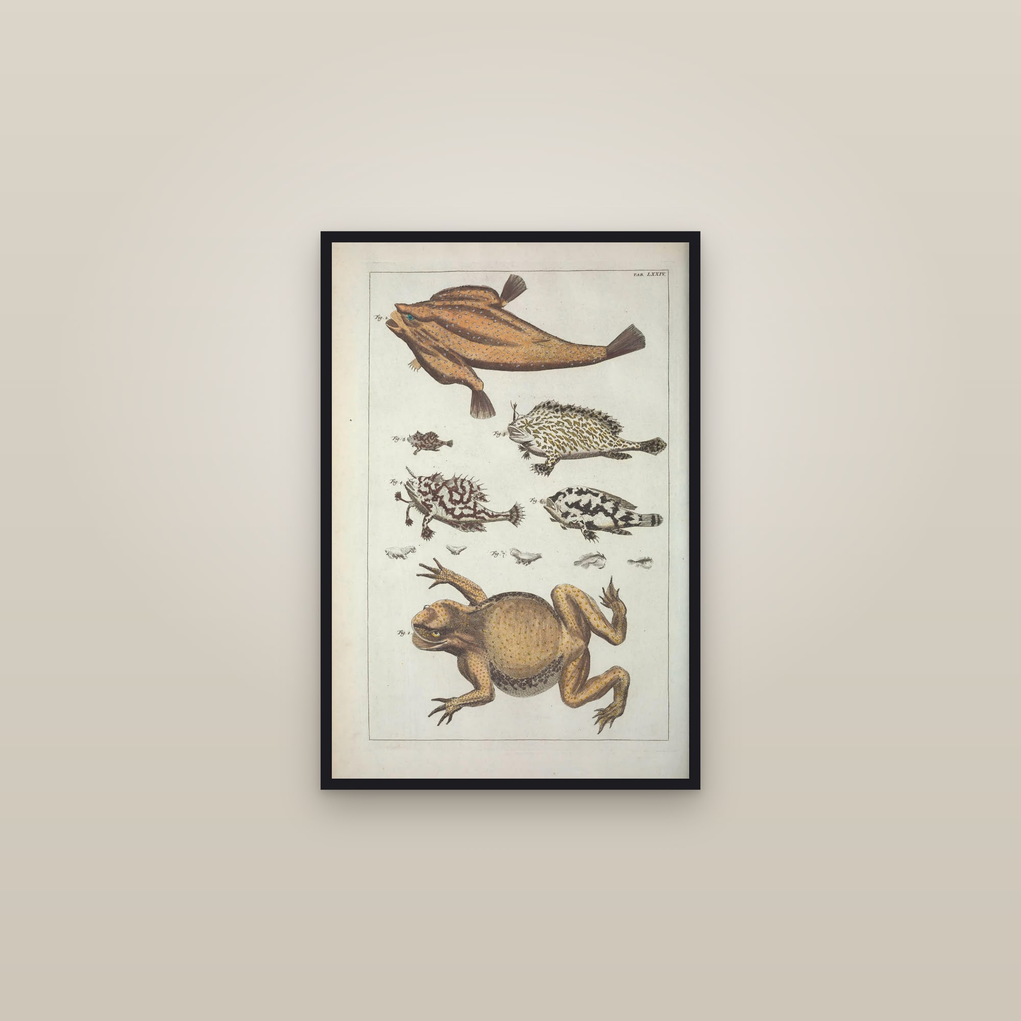 Turban & Top Shells, Plate 74 — framed in a gallery setting
