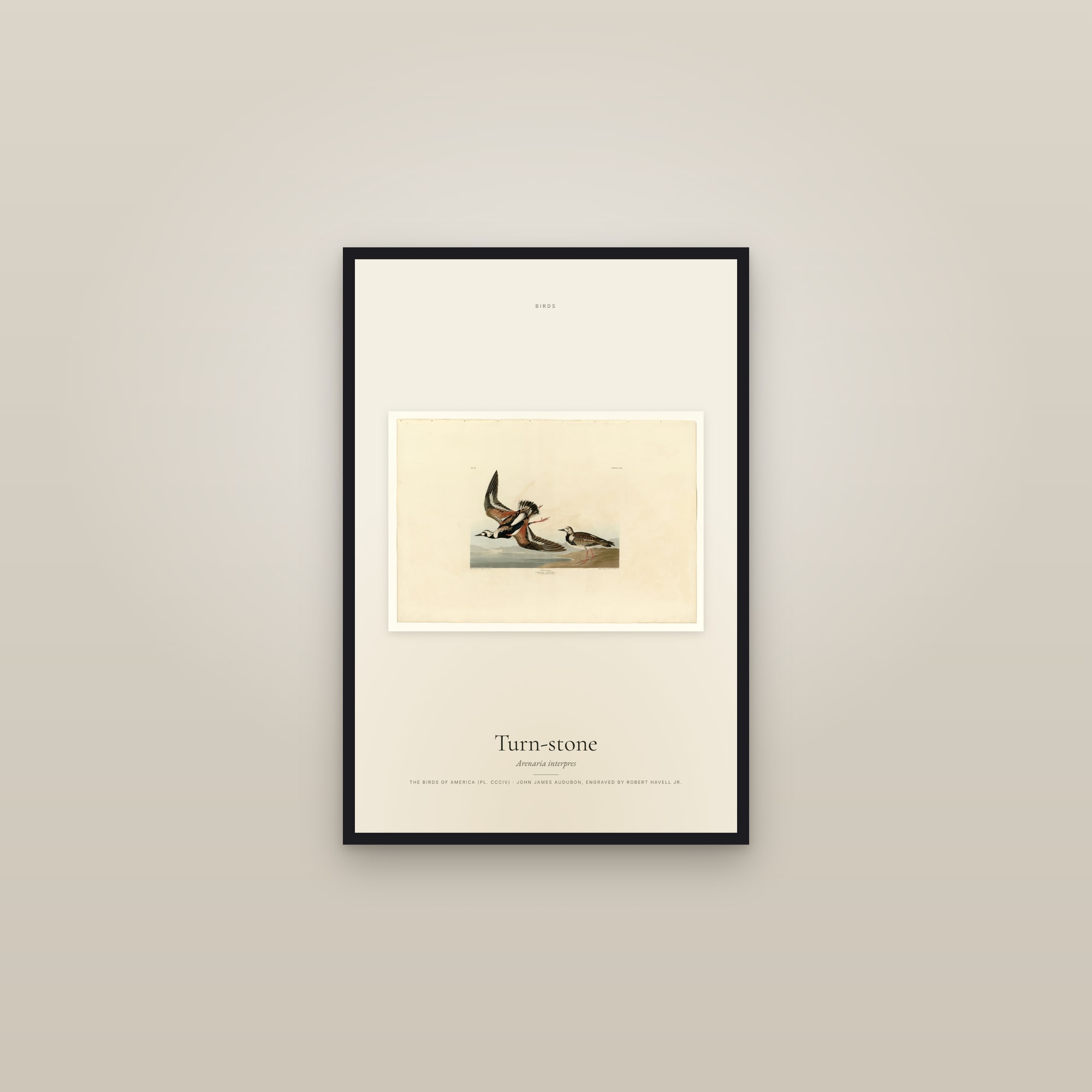 Turn-stone — framed in a gallery setting