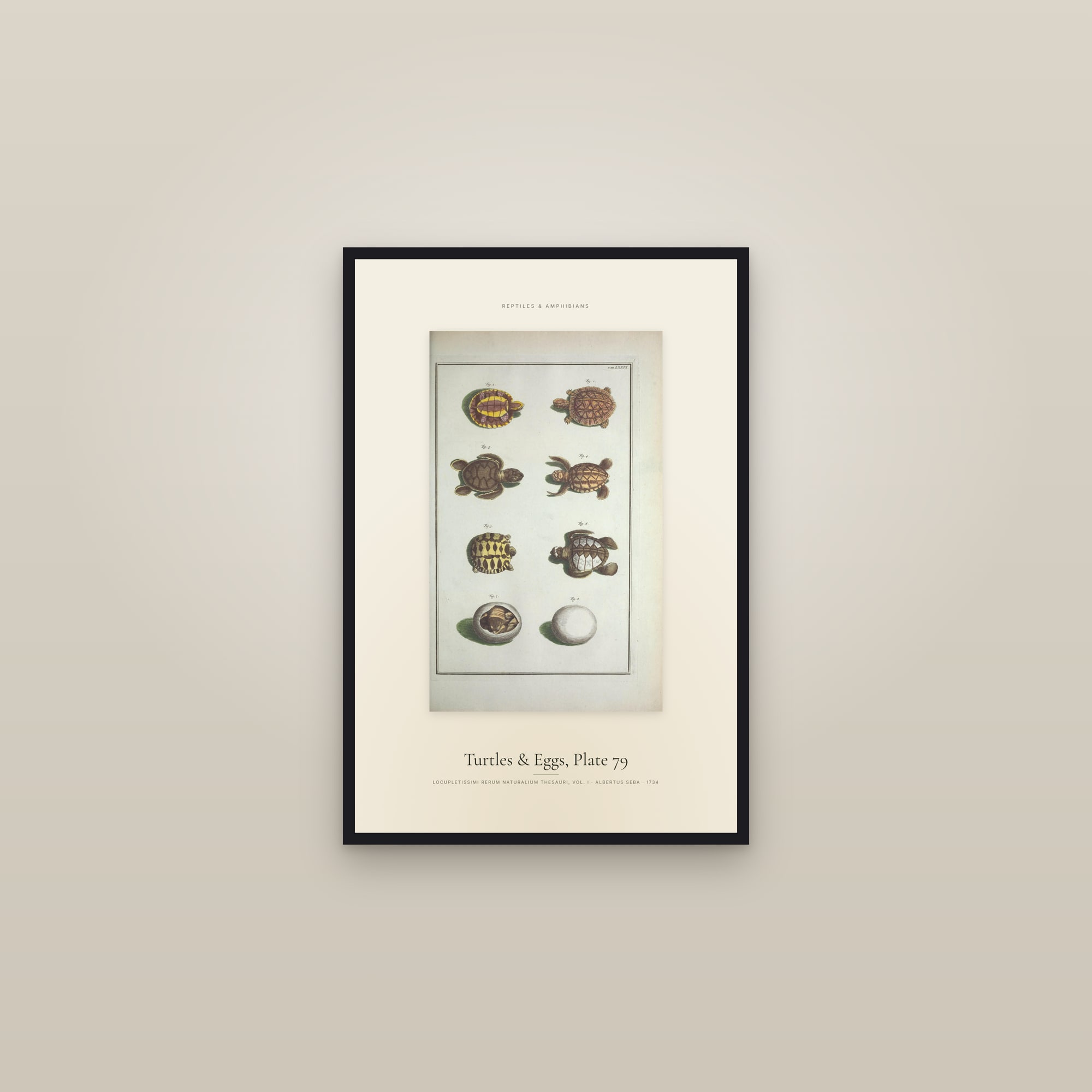 Turtles & Eggs, Plate 79 — Specimen