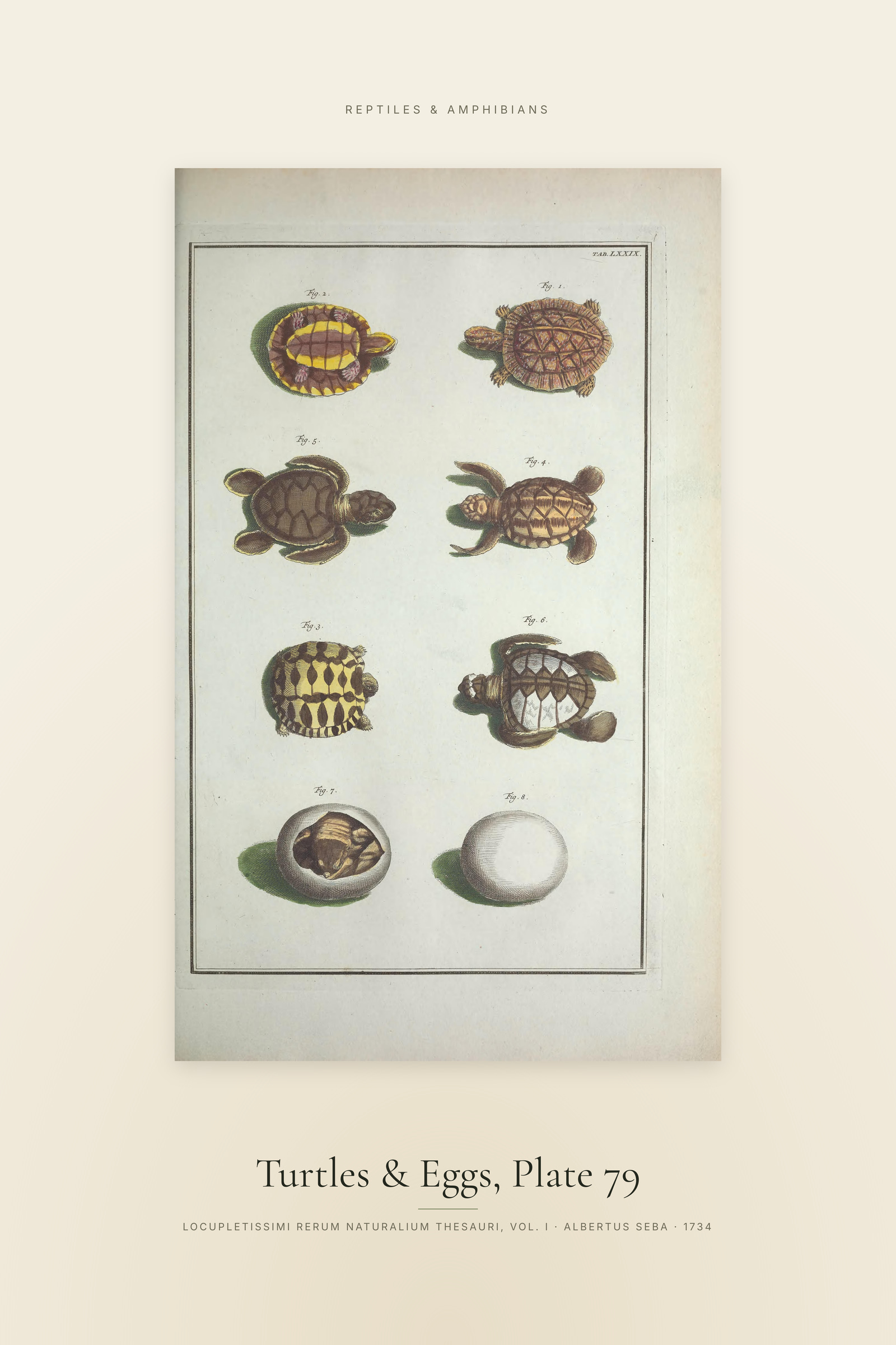 Turtles & Eggs, Plate 79 — Specimen