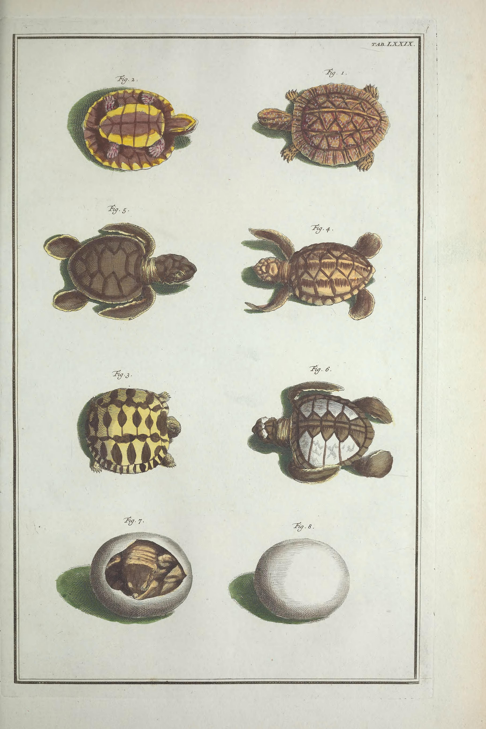 Turtles & Eggs, Plate 79