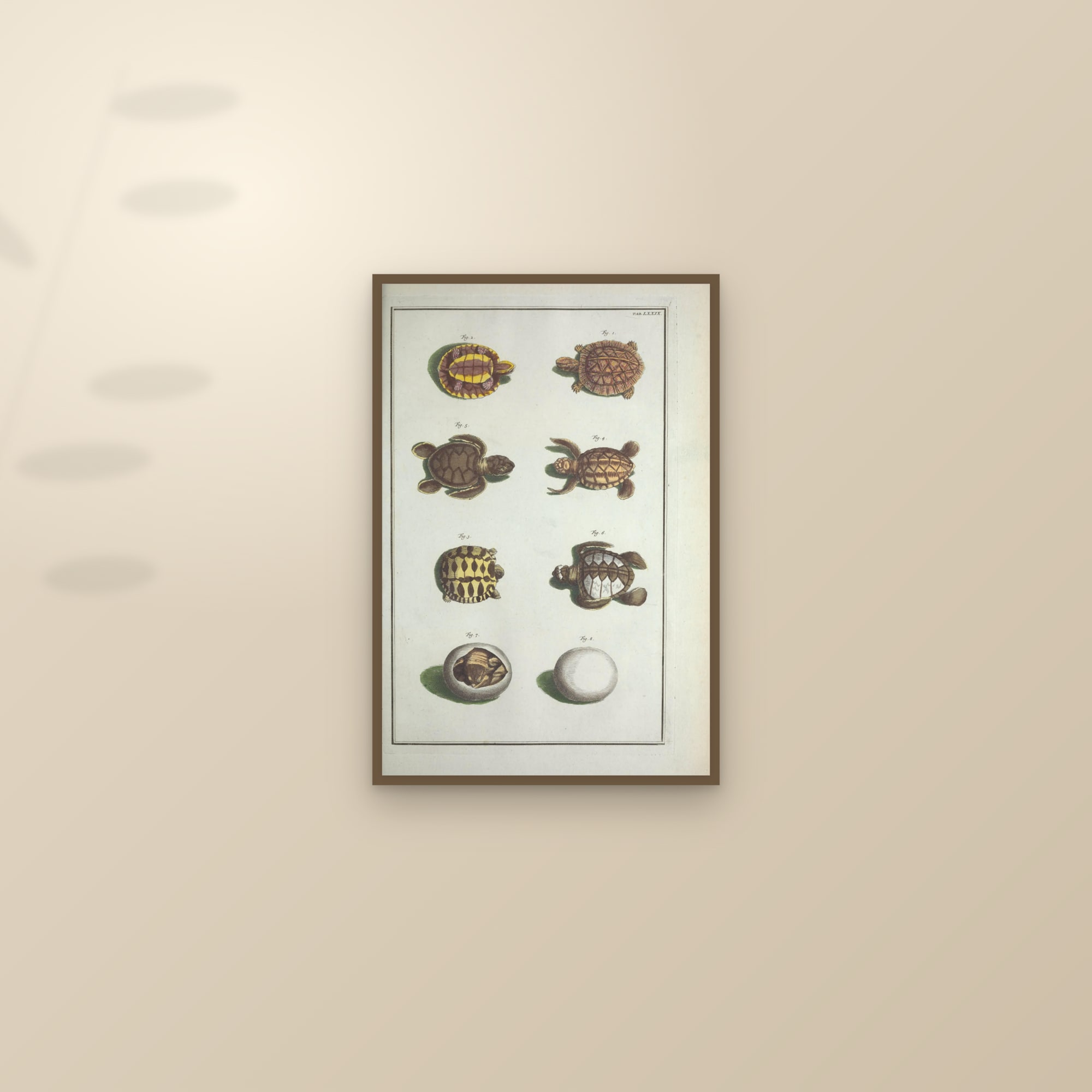 Turtles & Eggs, Plate 79 — framed and styled on a sunlit wall