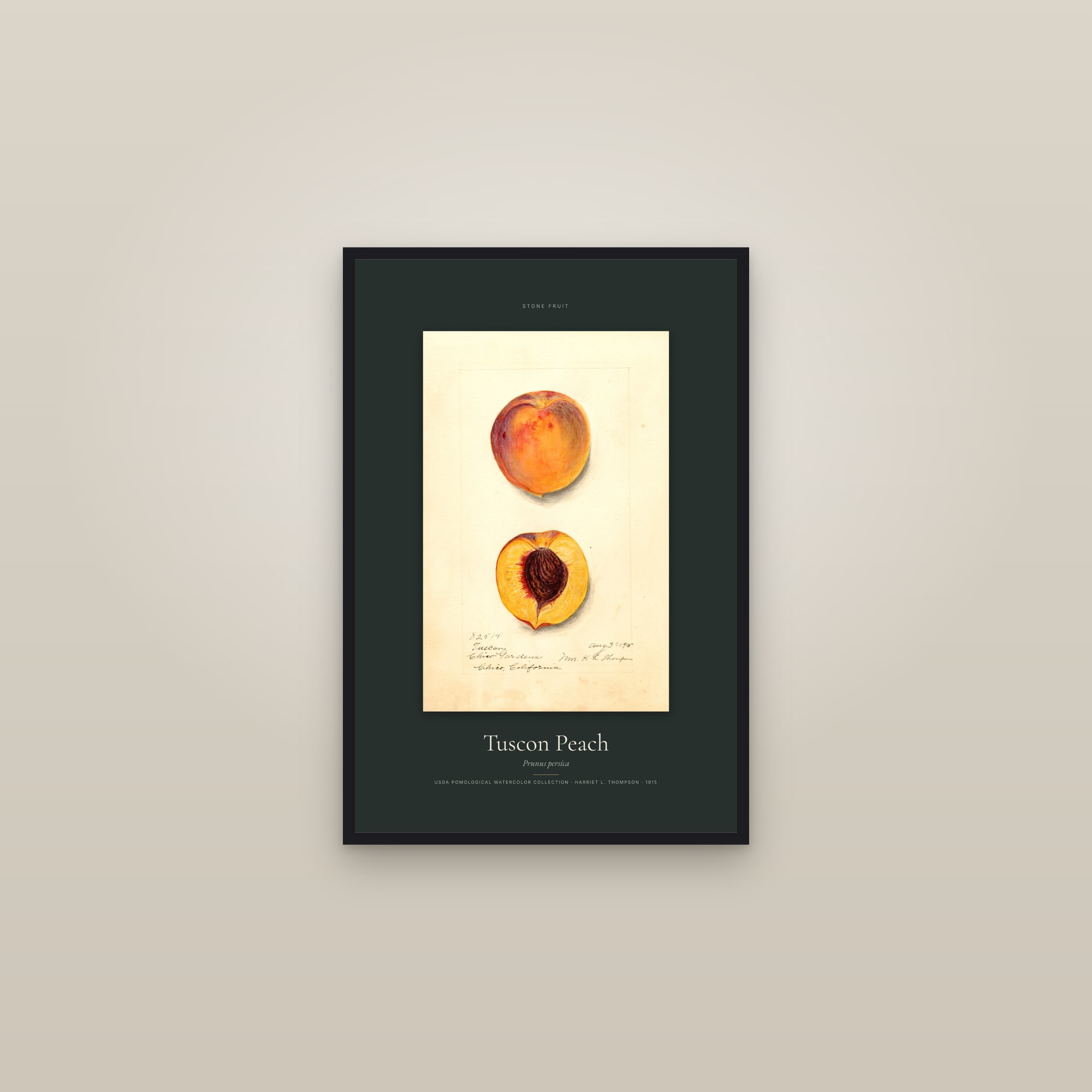 Tuscon Peach — Specimen — framed in a gallery setting