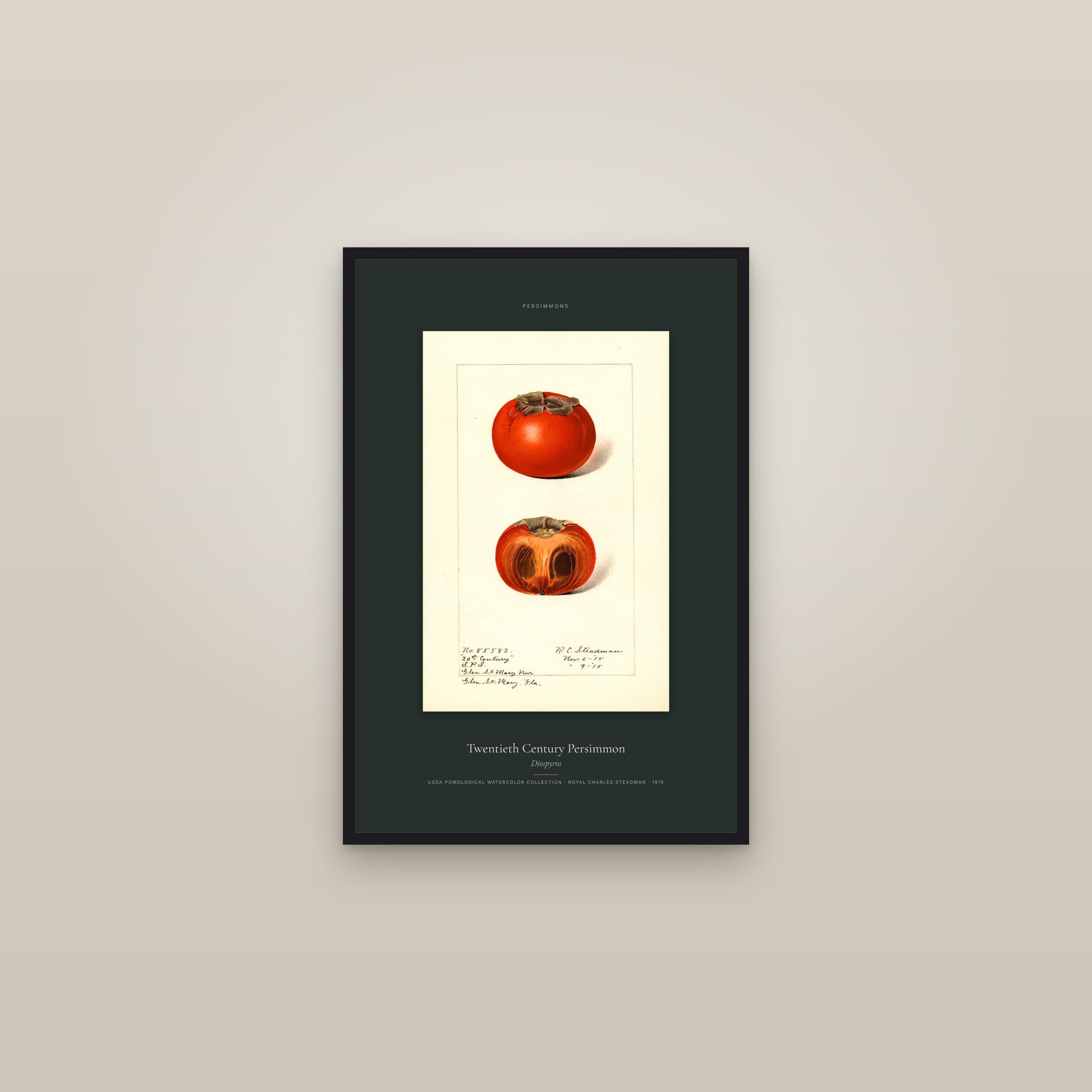 Twentieth Century Persimmon — Specimen — framed in a gallery setting