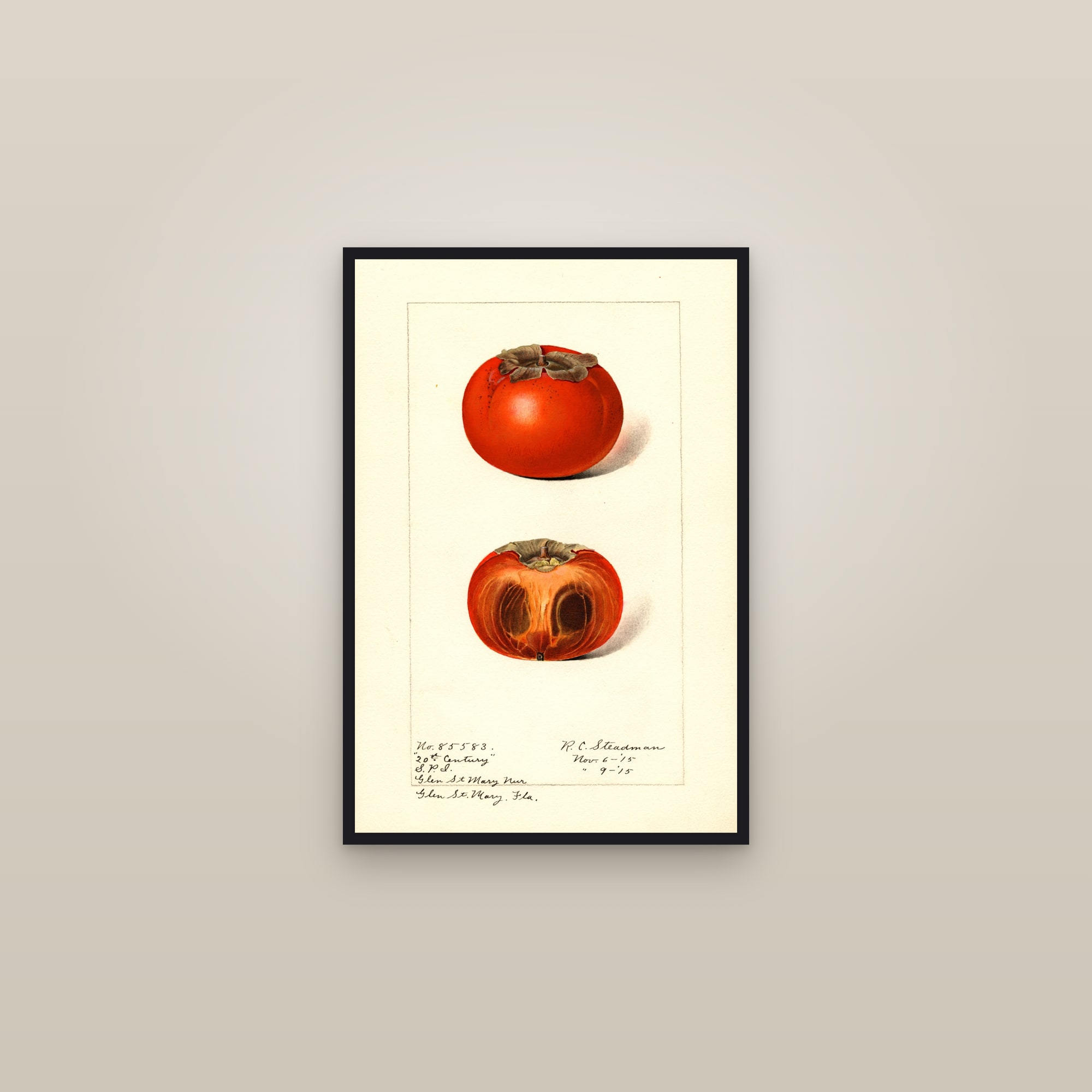 Twentieth Century Persimmon — framed in a gallery setting