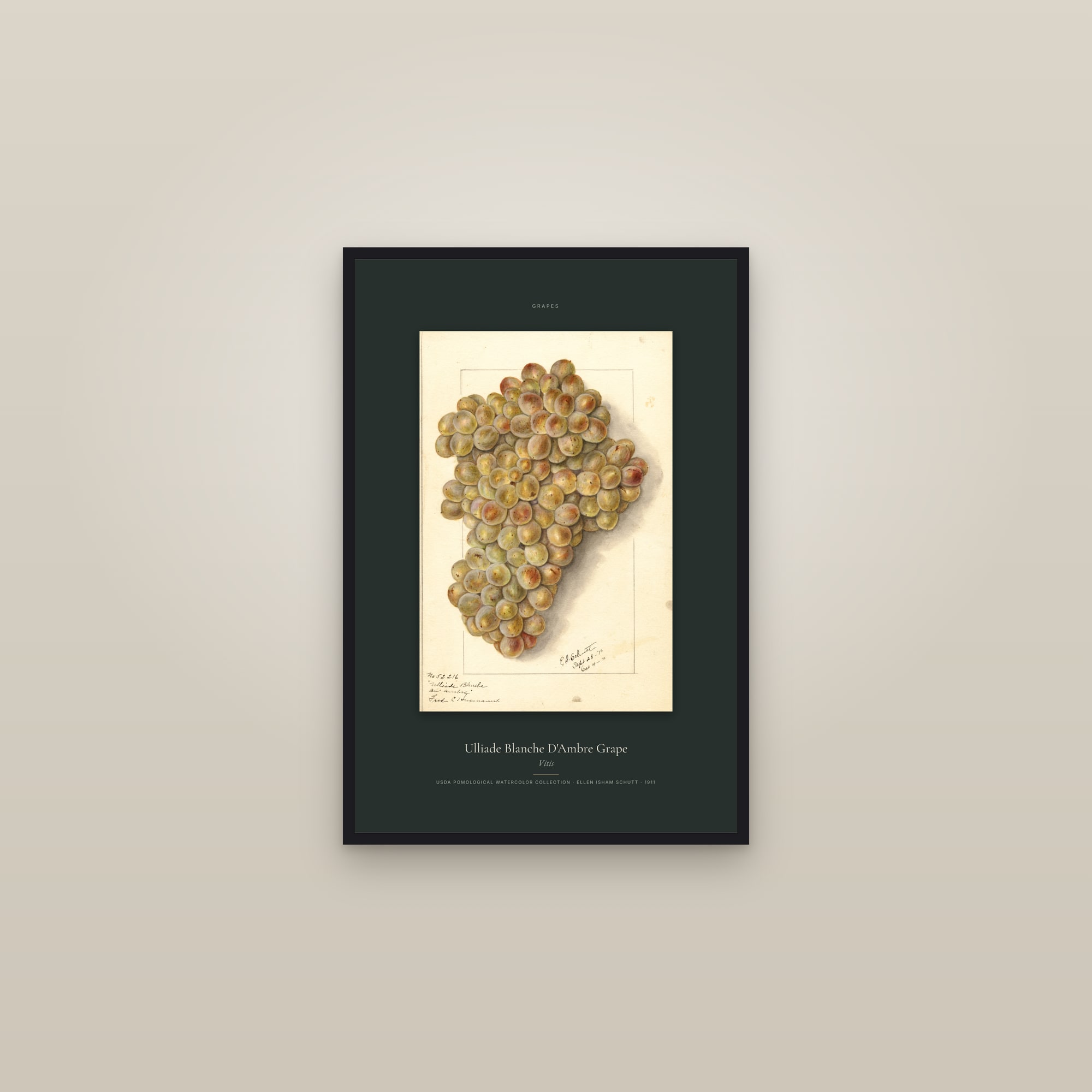 Ulliade Blanche D'Ambre Grape — Specimen — framed in a gallery setting