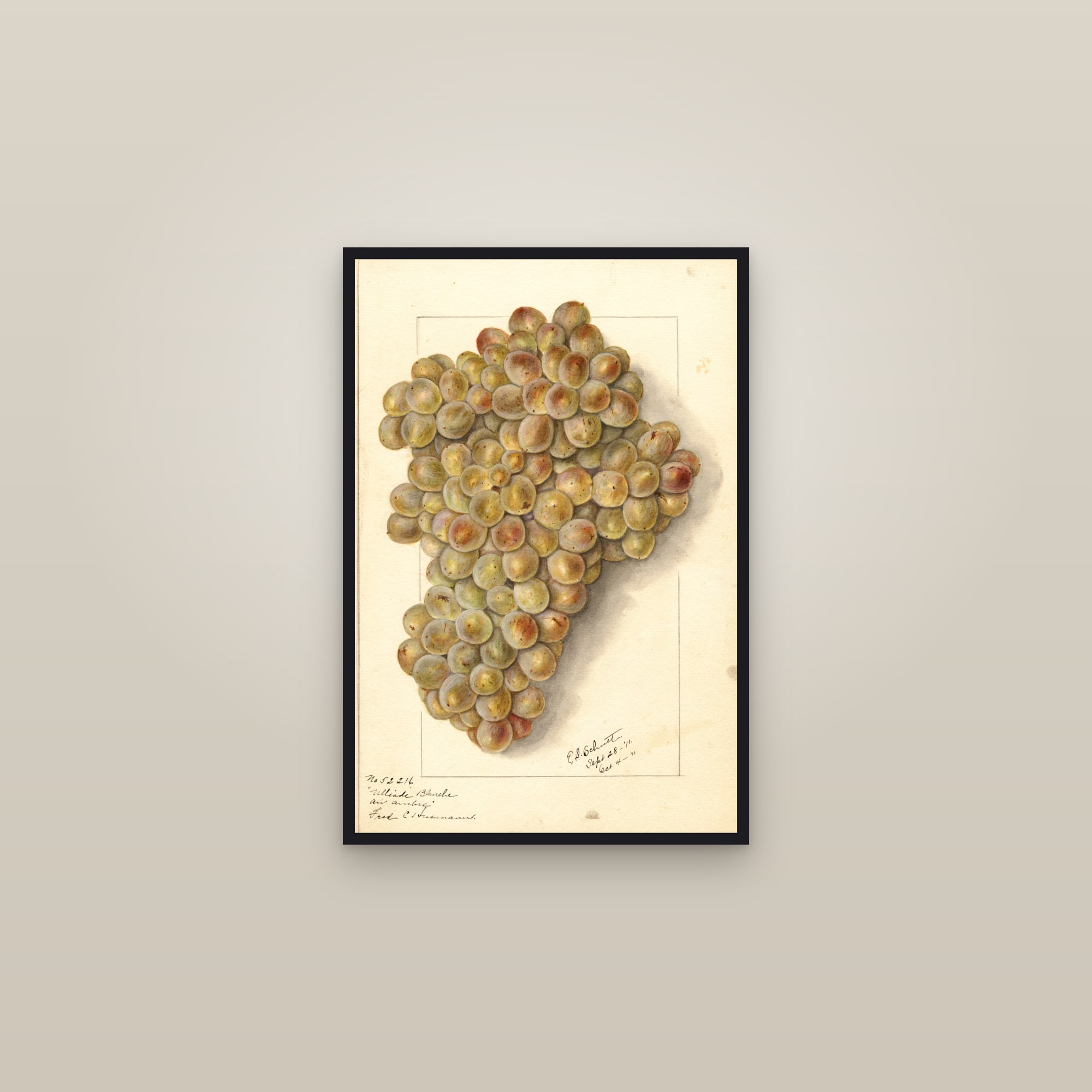 Ulliade Blanche D'Ambre Grape — framed in a gallery setting