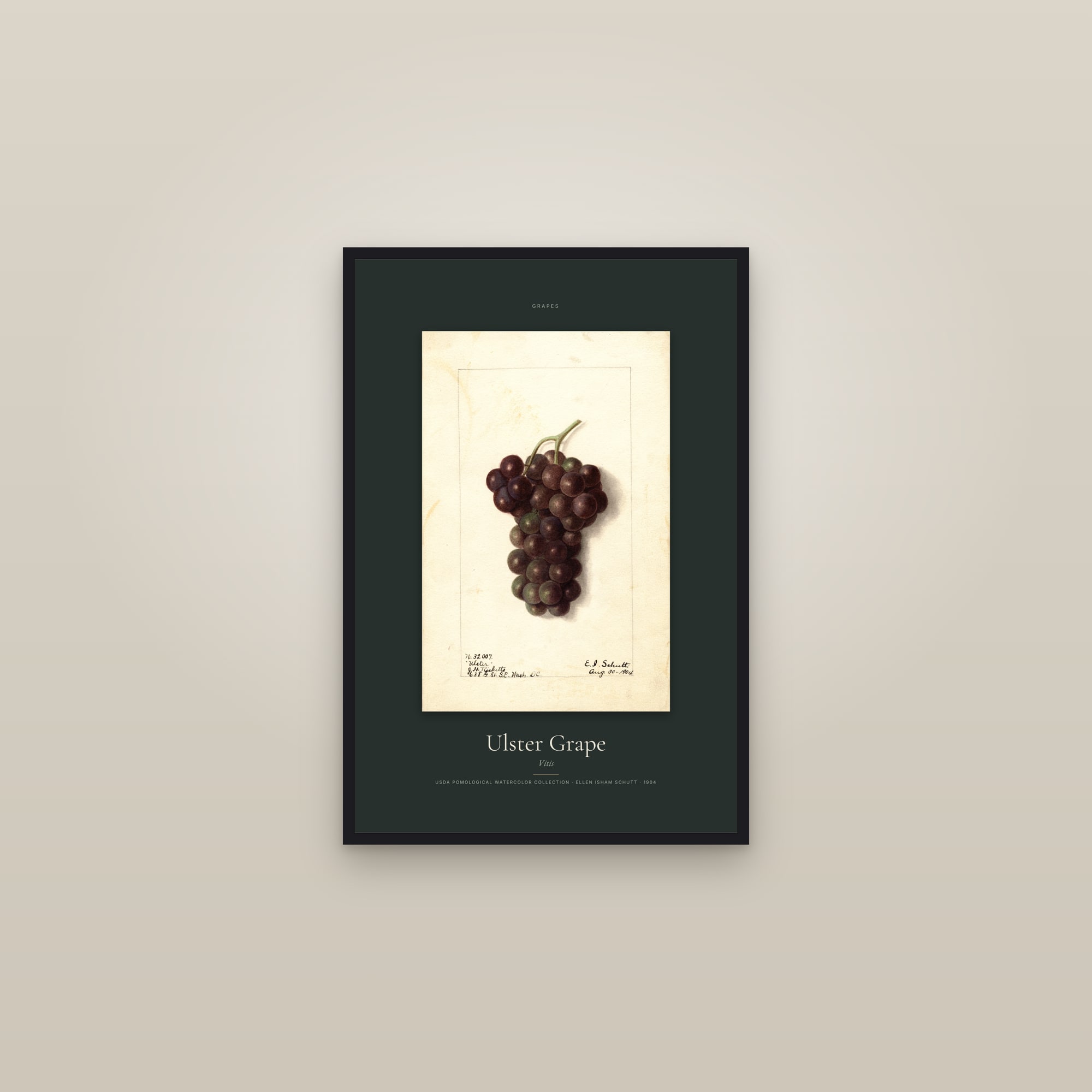 Ulster Grape — Specimen — framed in a gallery setting
