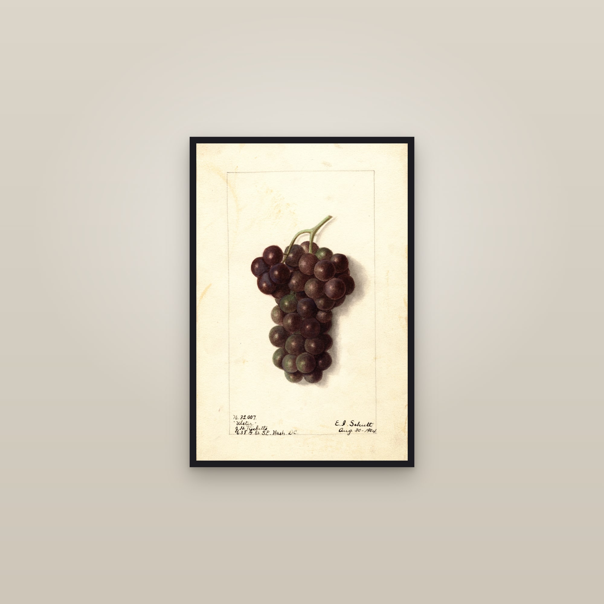 Ulster Grape — framed in a gallery setting