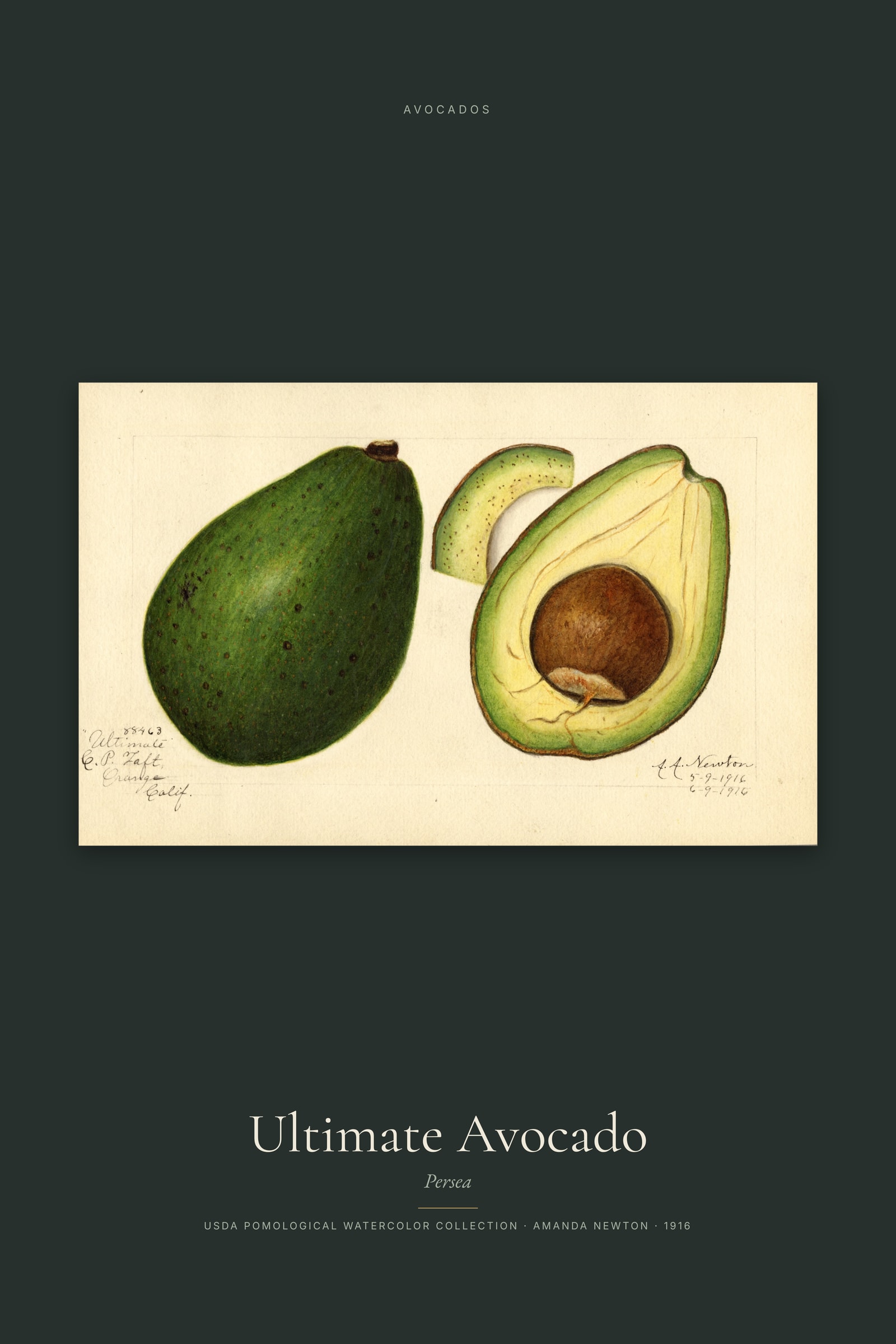 Ultimate Avocado