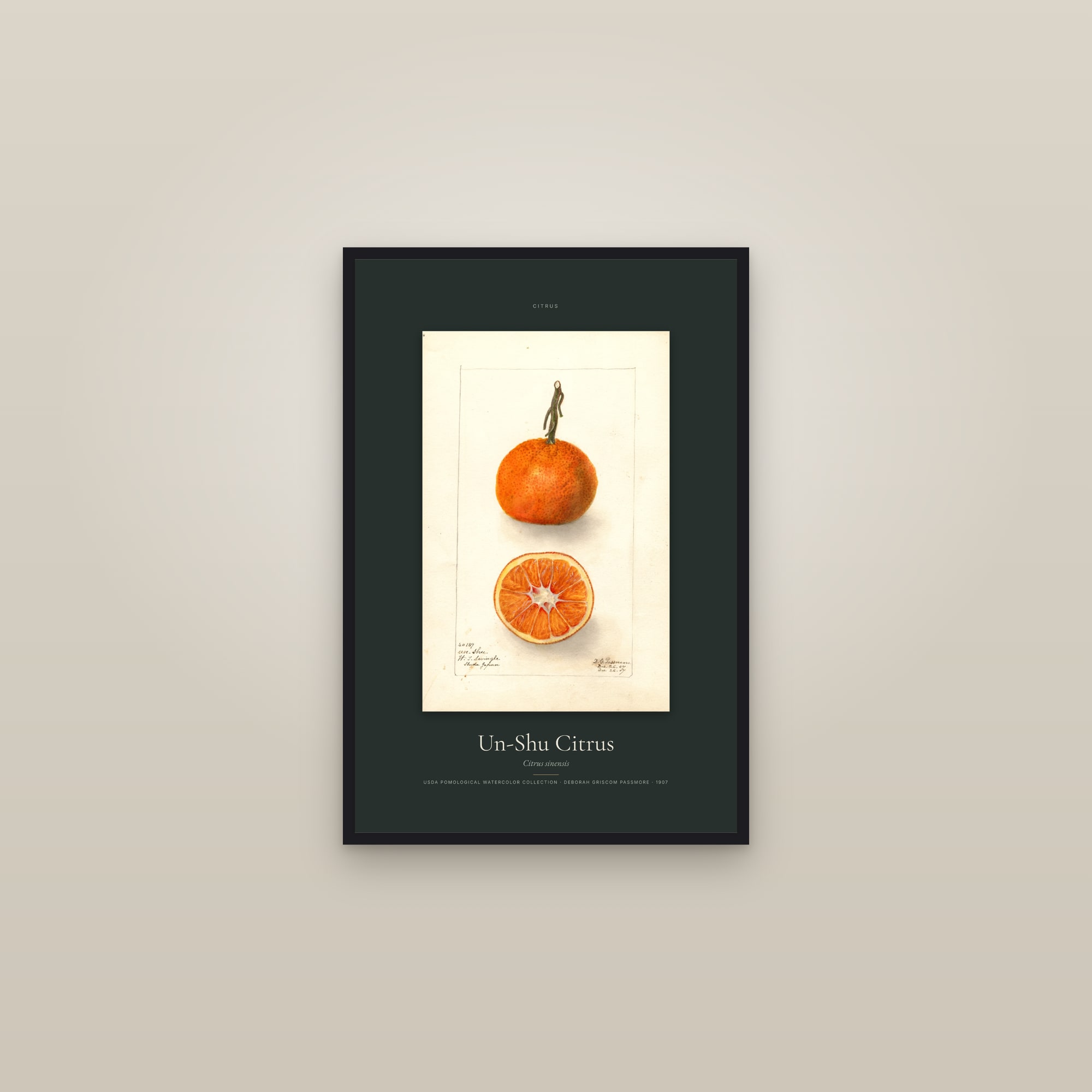 Un-Shu Citrus — Specimen — framed in a gallery setting