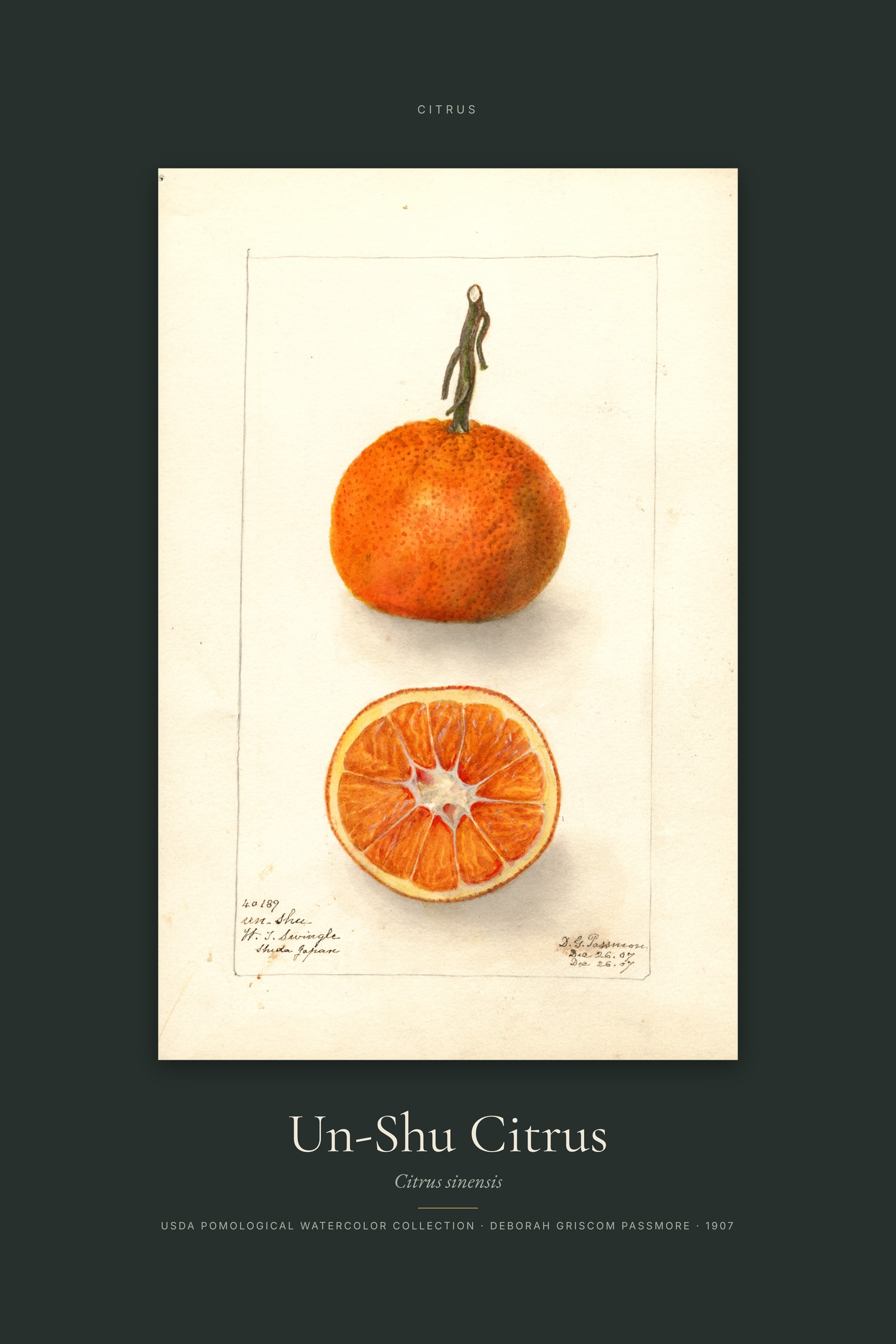 Un-Shu Citrus — Specimen