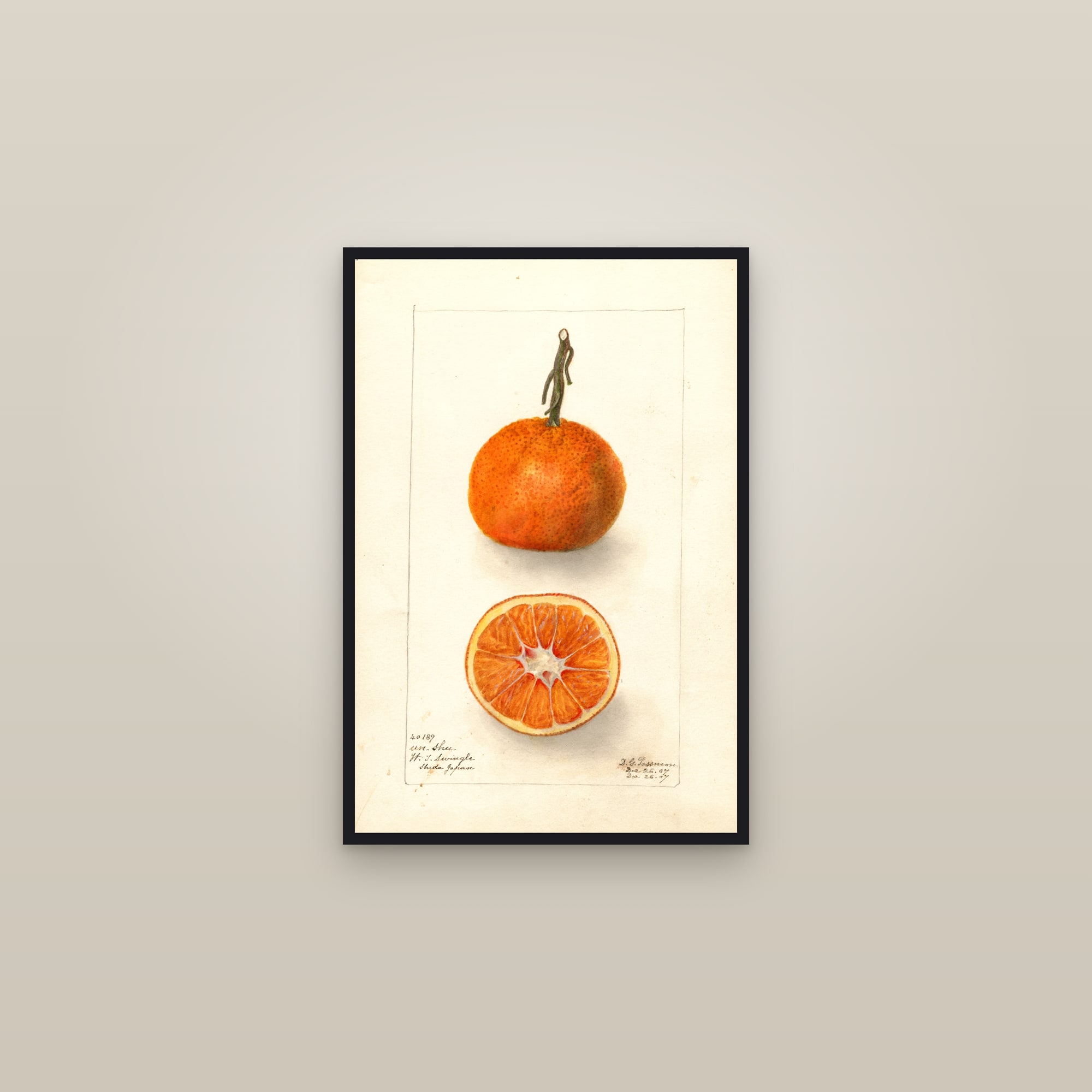 Un-Shu Citrus — framed in a gallery setting