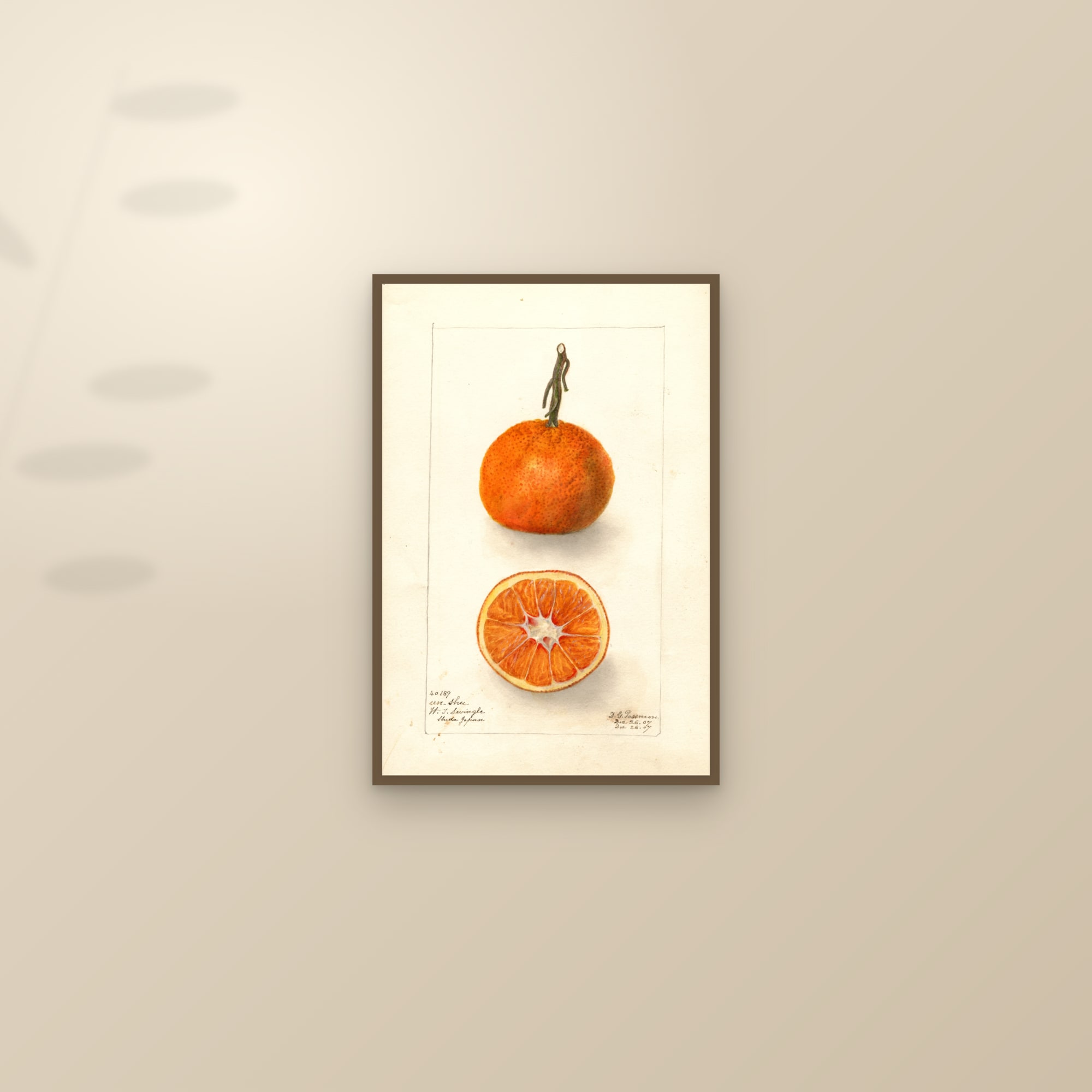 Un-Shu Citrus — framed and styled on a sunlit wall