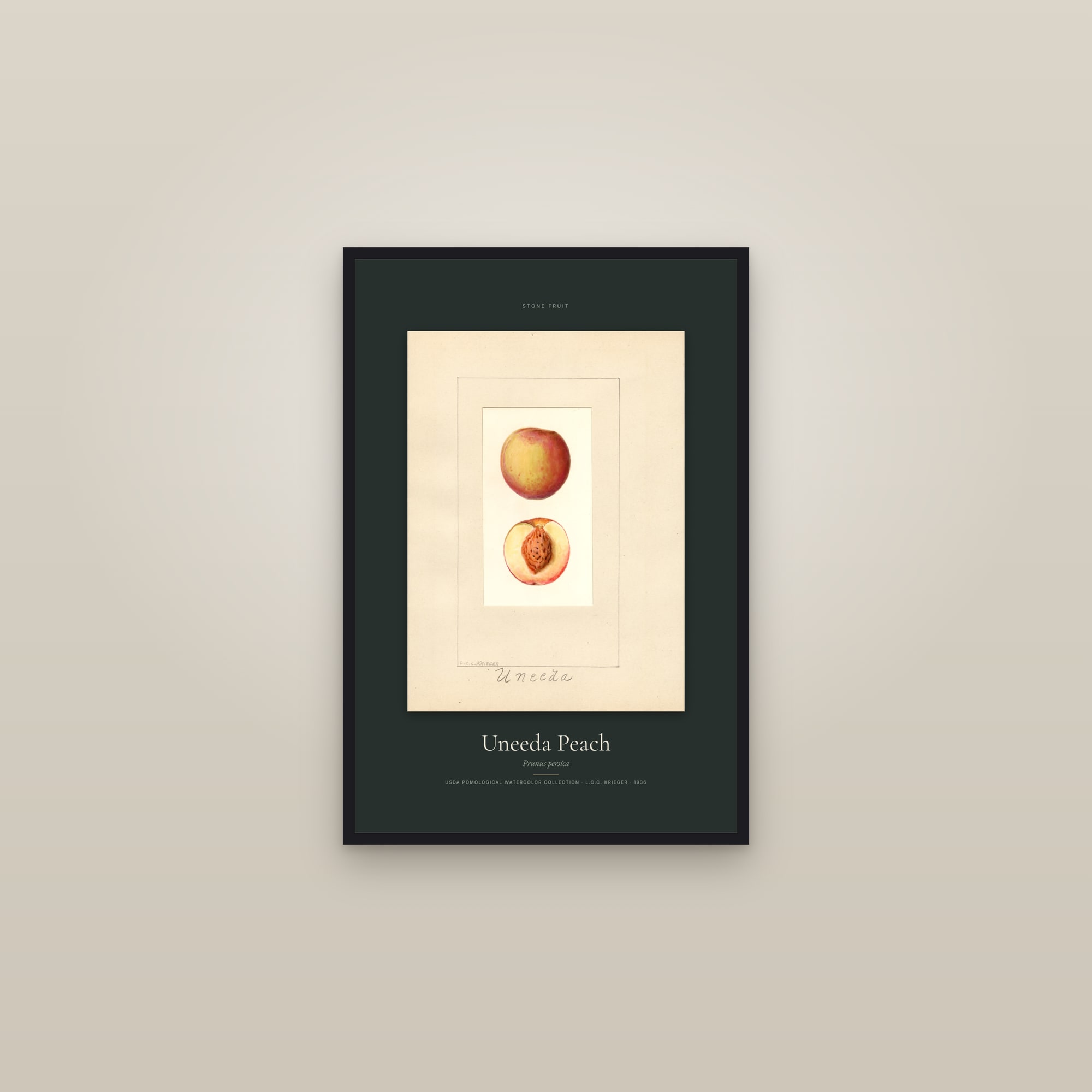 Uneeda Peach — Specimen — framed in a gallery setting