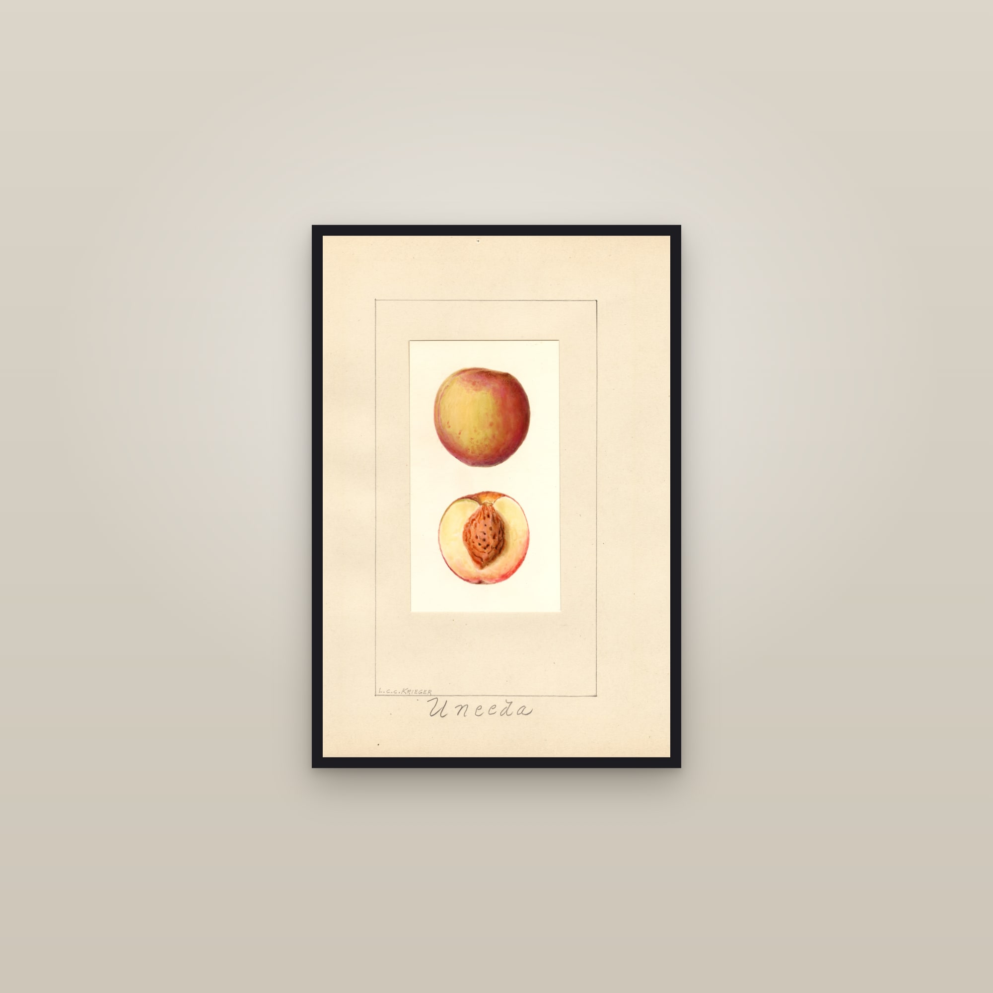 Uneeda Peach — framed in a gallery setting