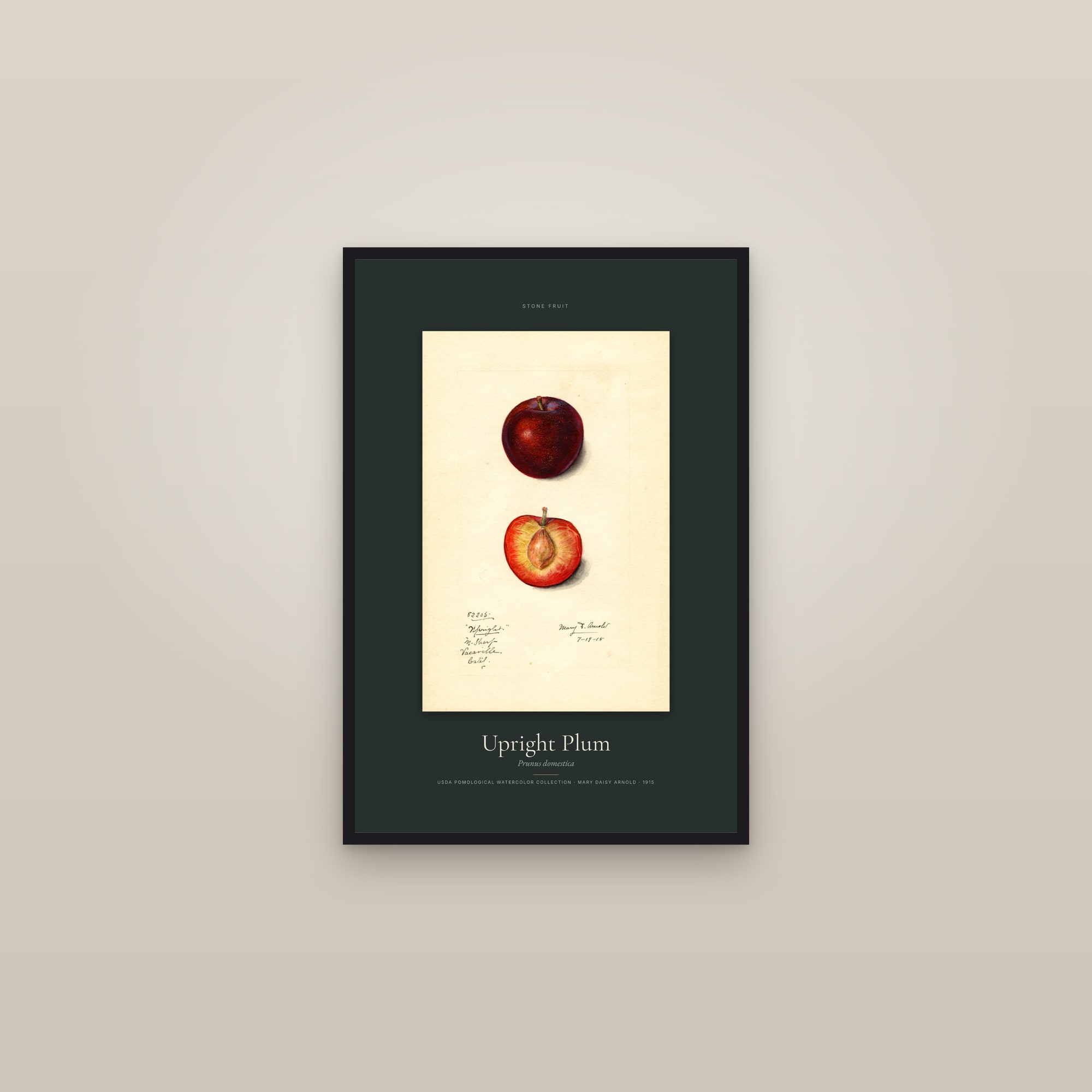 Upright Plum — Specimen — framed in a gallery setting