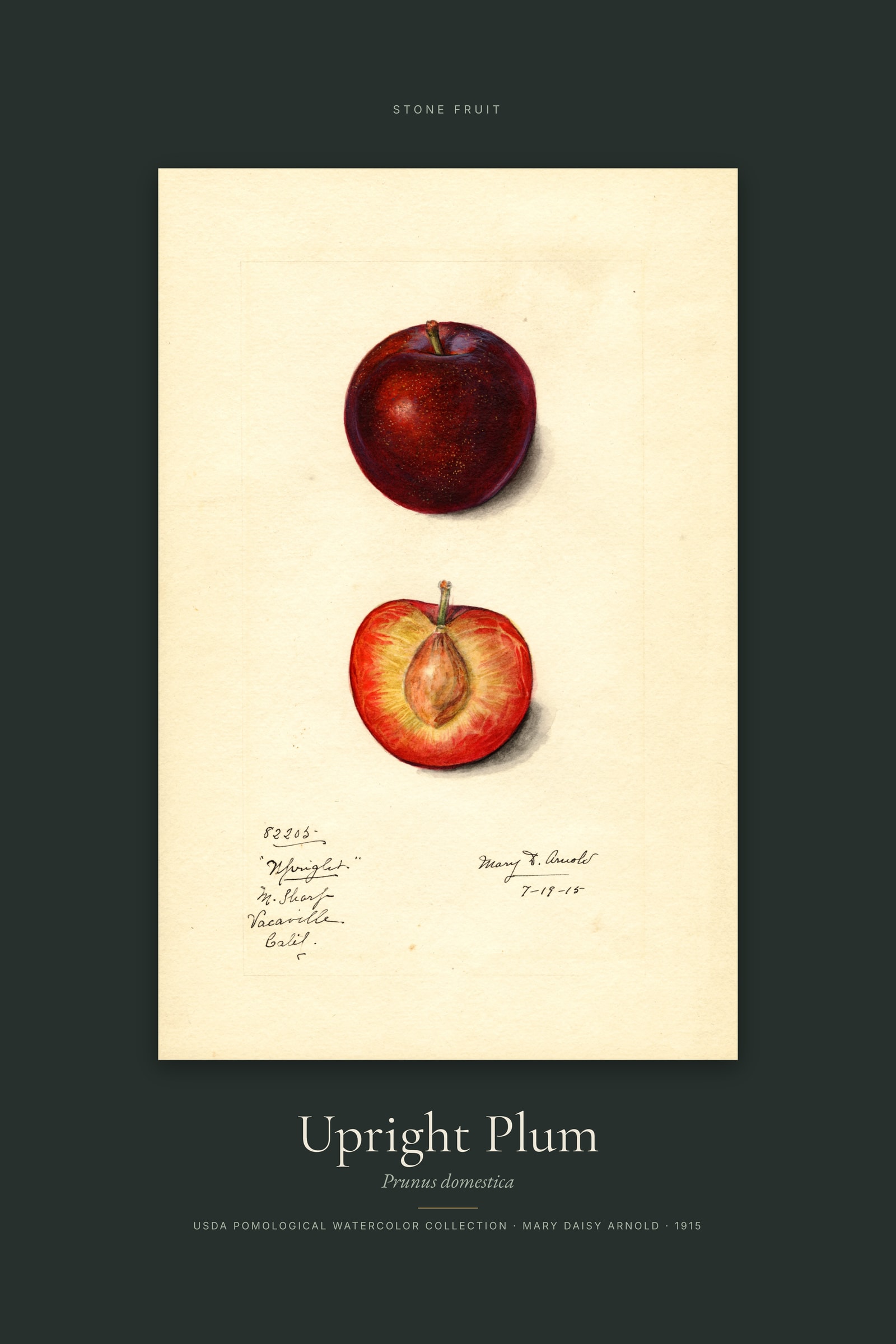 Upright Plum — Specimen