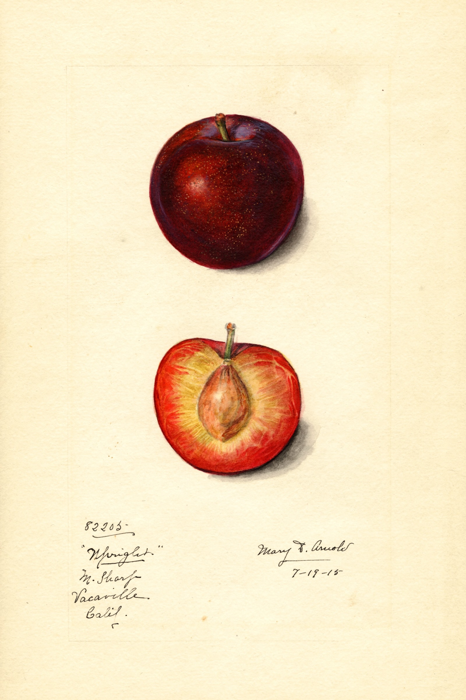 Upright Plum