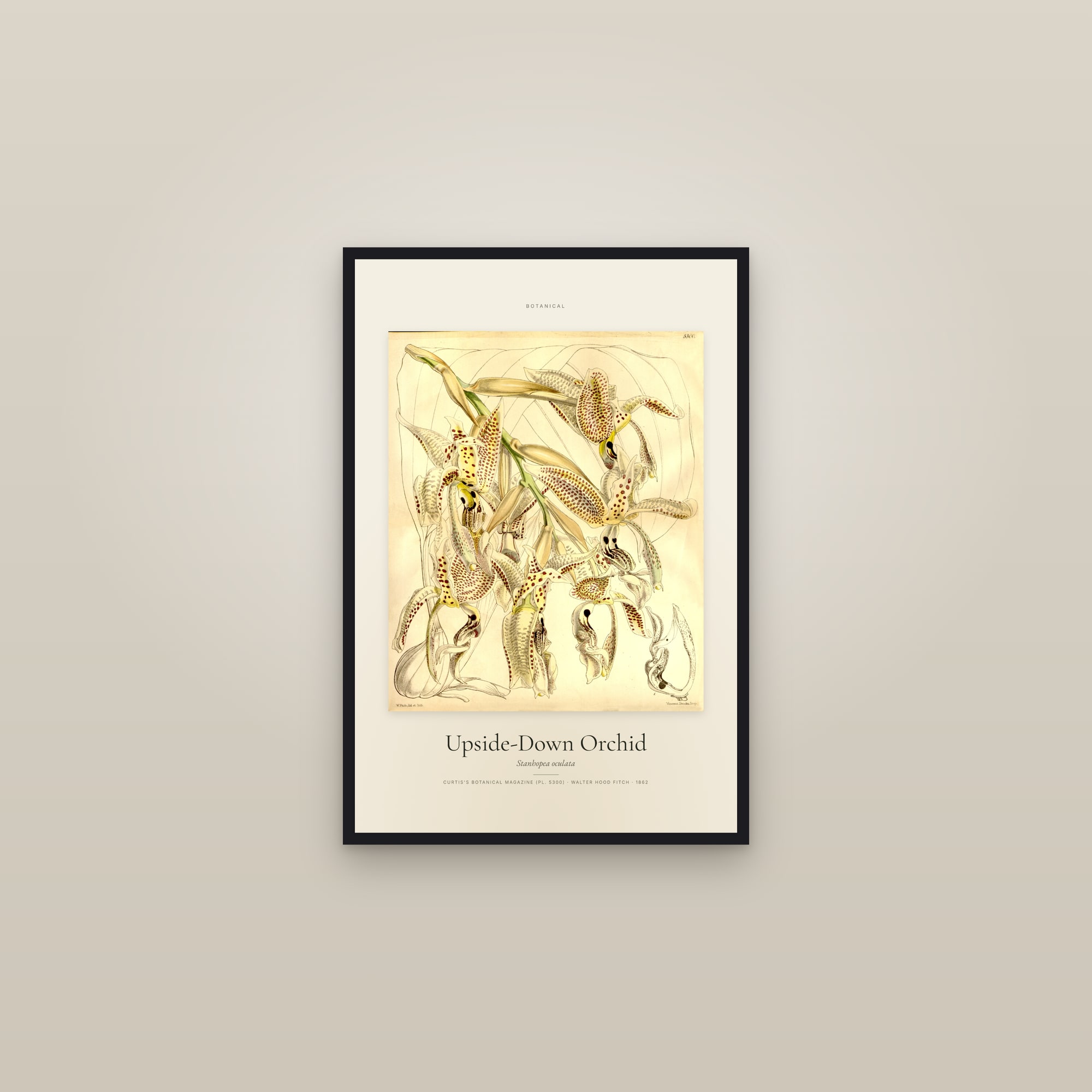 Upside-Down Orchid — Specimen — framed in a gallery setting