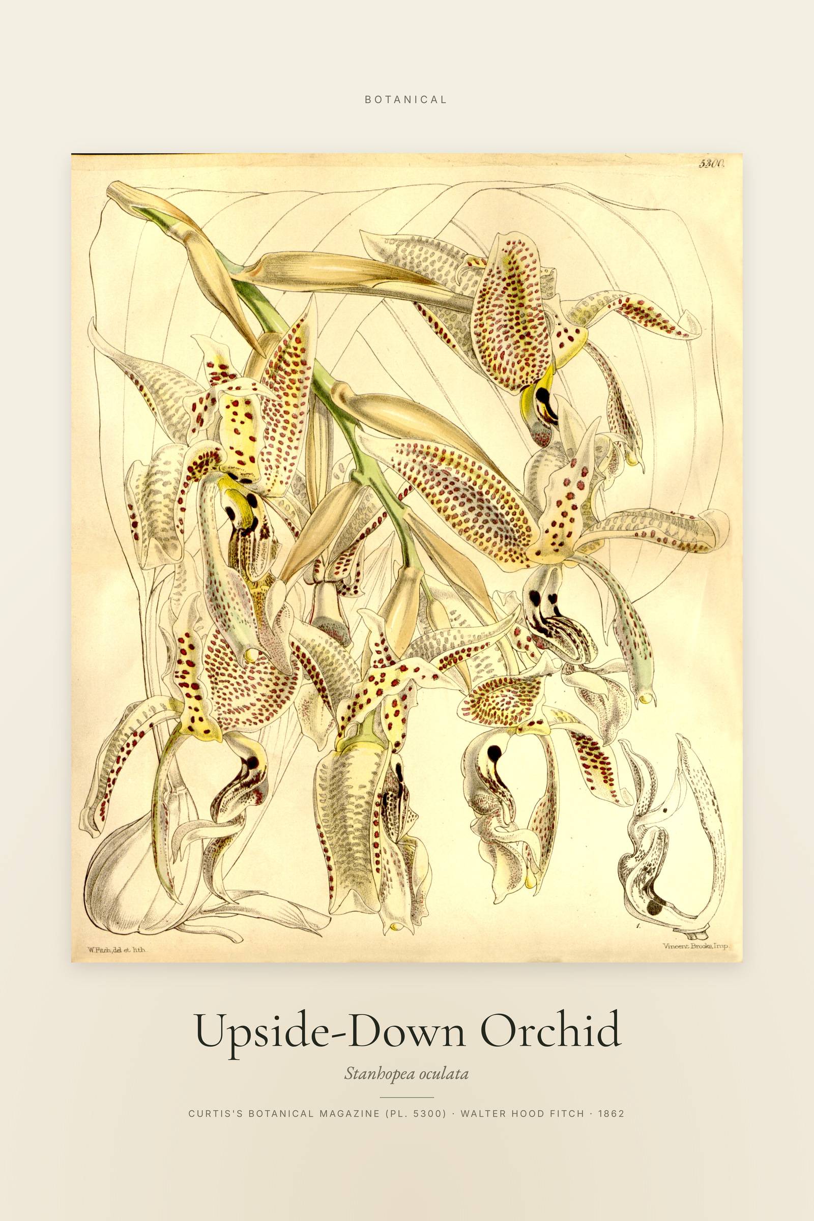Upside-Down Orchid — Specimen