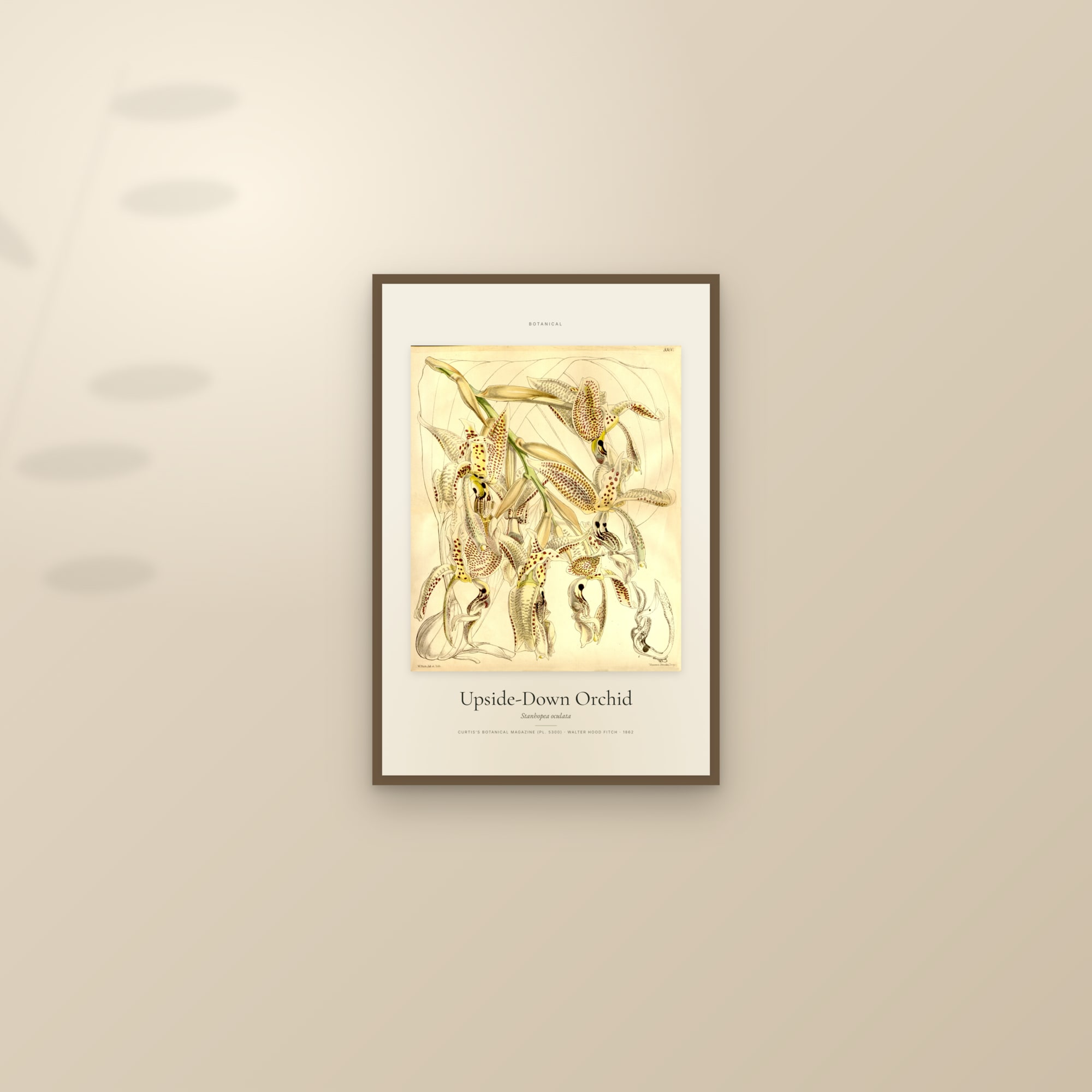 Upside-Down Orchid — Specimen — framed and styled on a sunlit wall