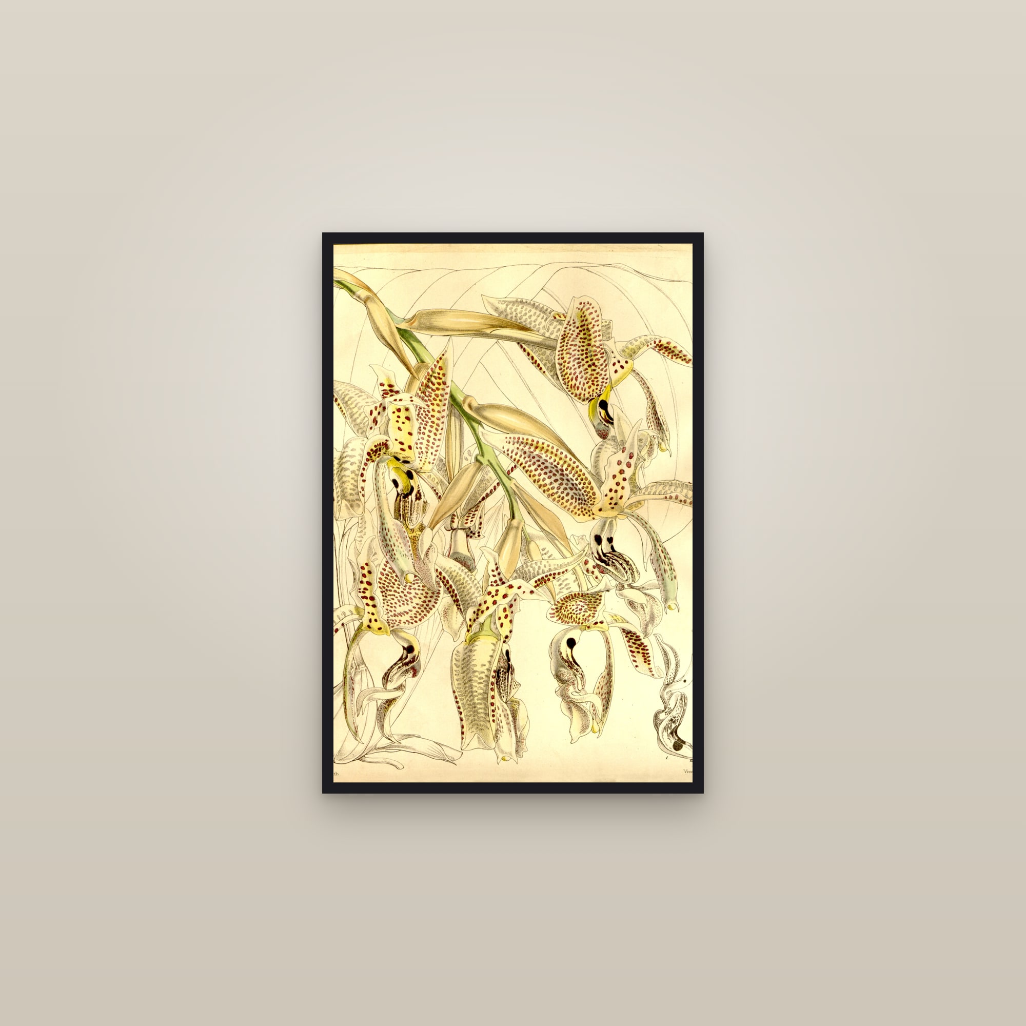 Upside-Down Orchid — framed in a gallery setting
