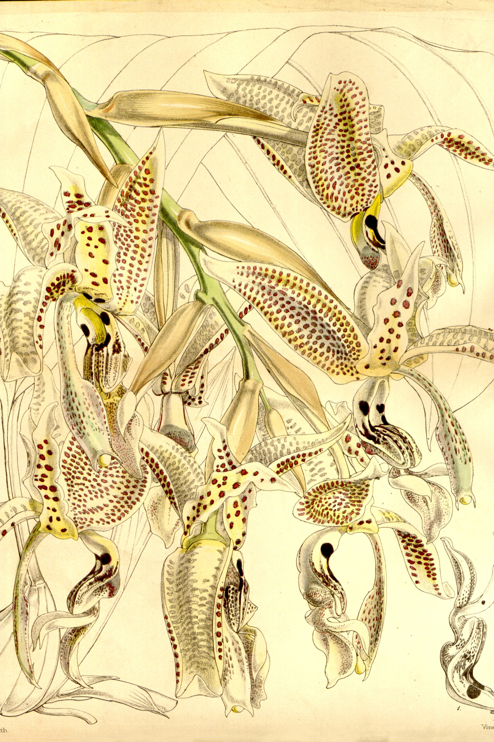 Upside-Down Orchid