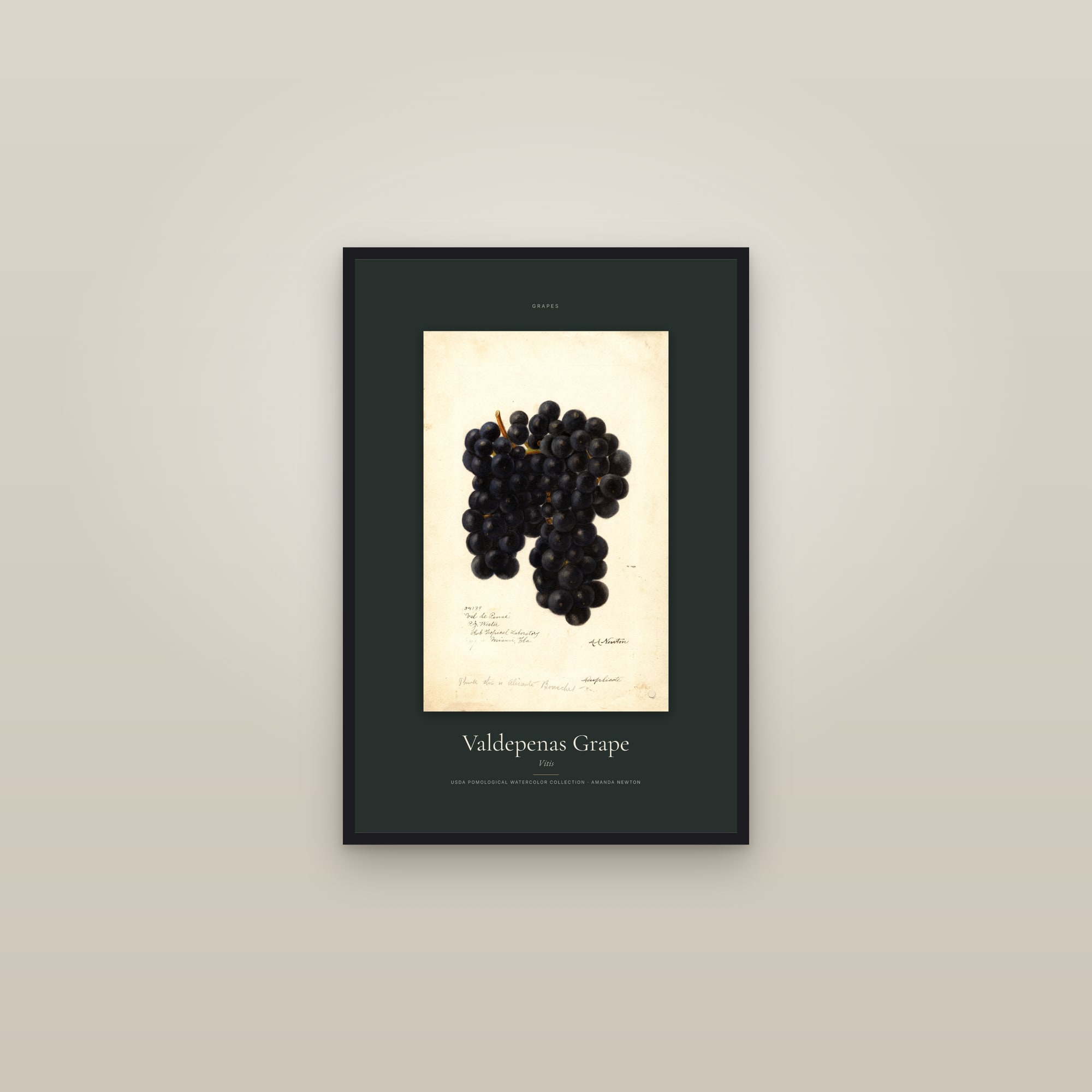 Valdepenas Grape — Specimen — framed in a gallery setting