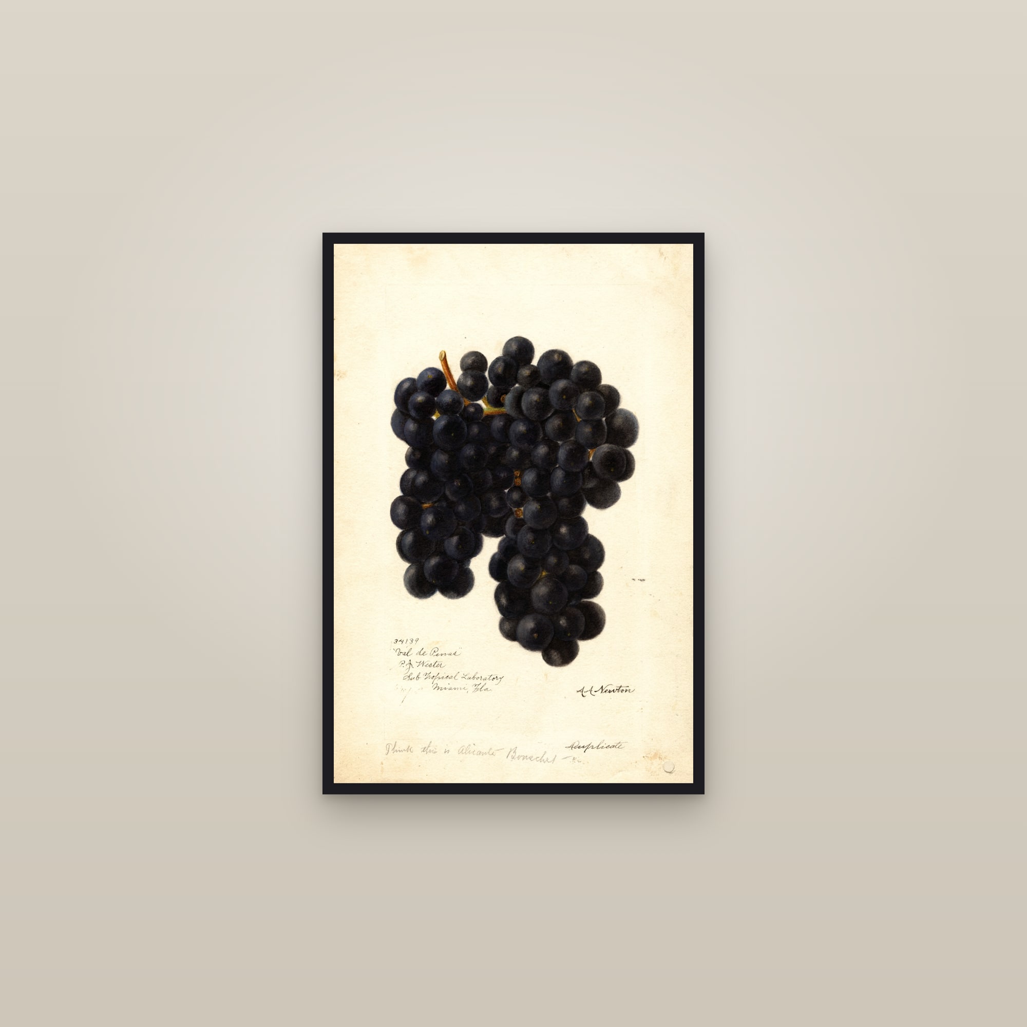 Valdepenas Grape — framed in a gallery setting