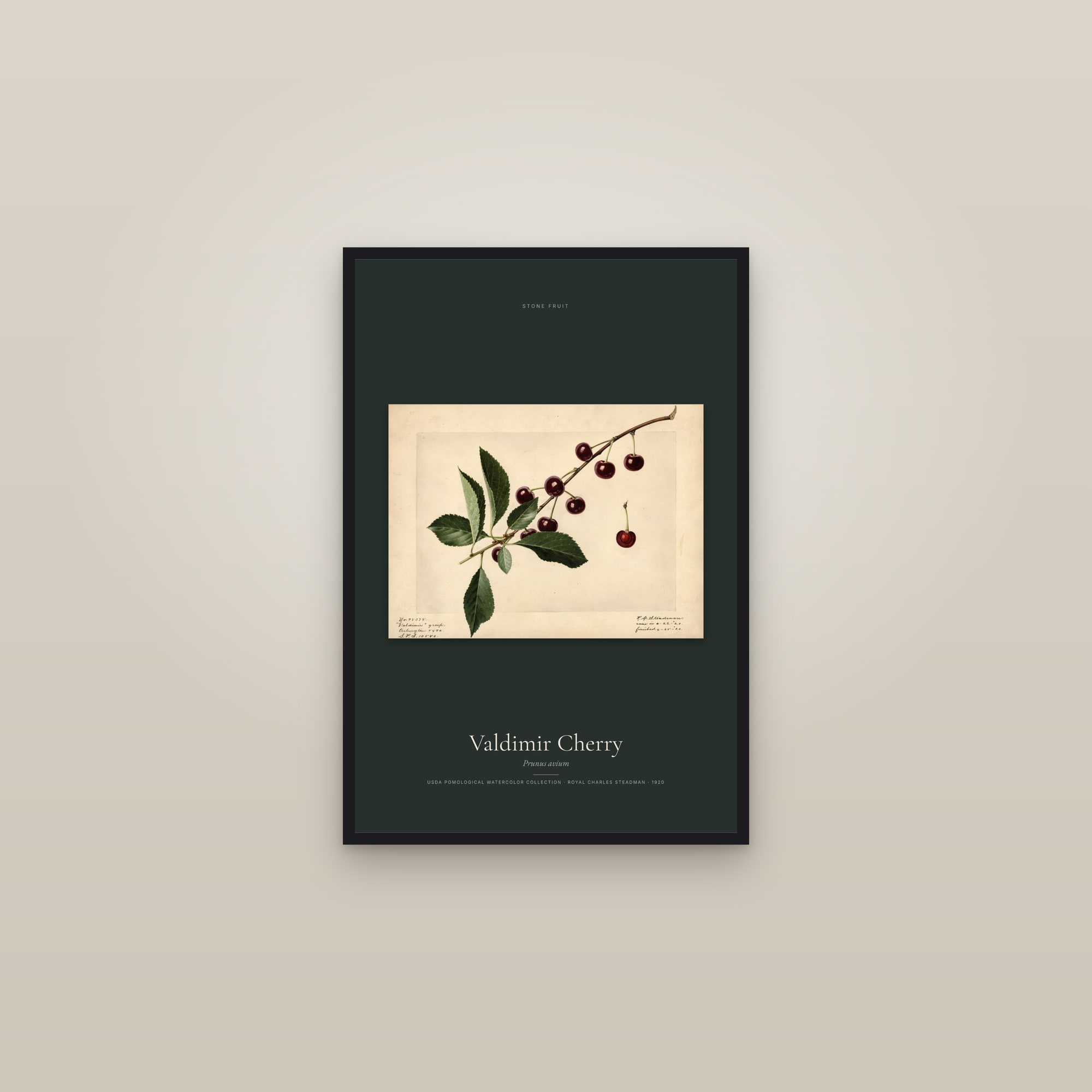 Valdimir Cherry — framed in a gallery setting
