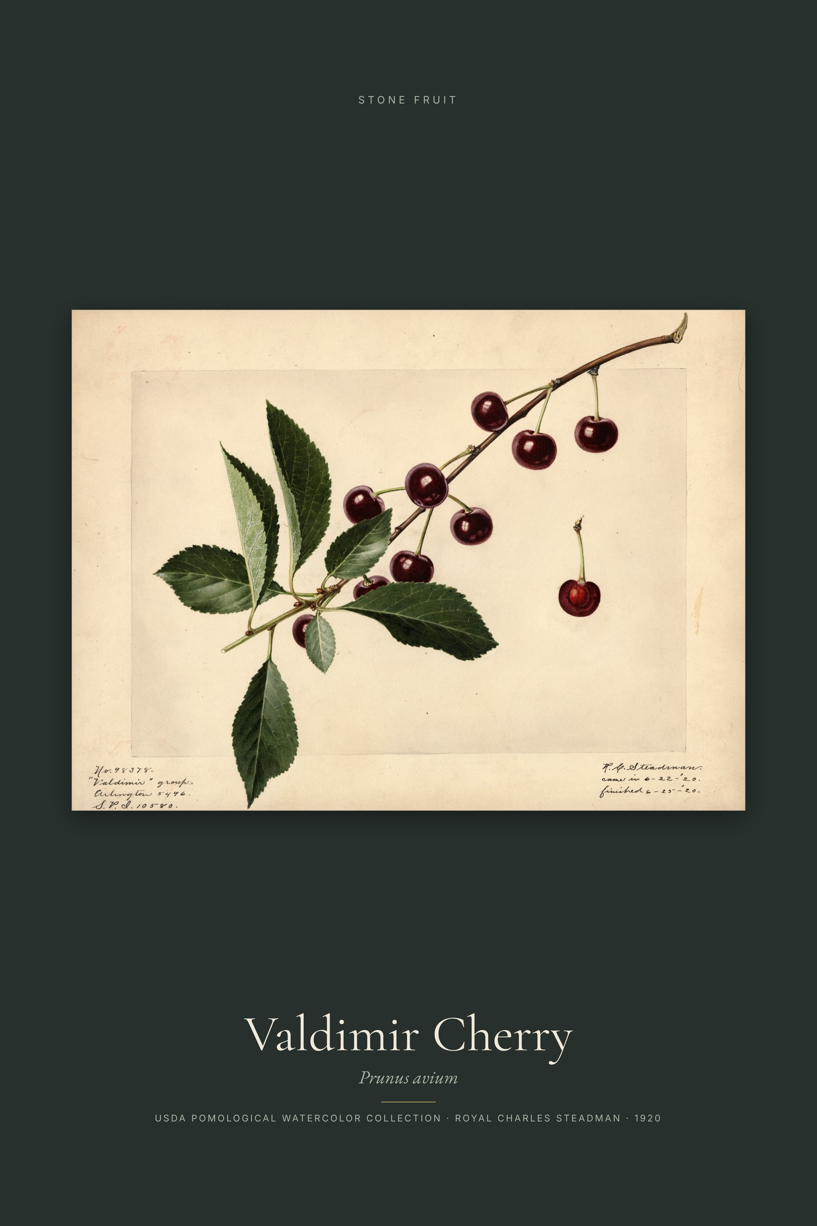 Valdimir Cherry