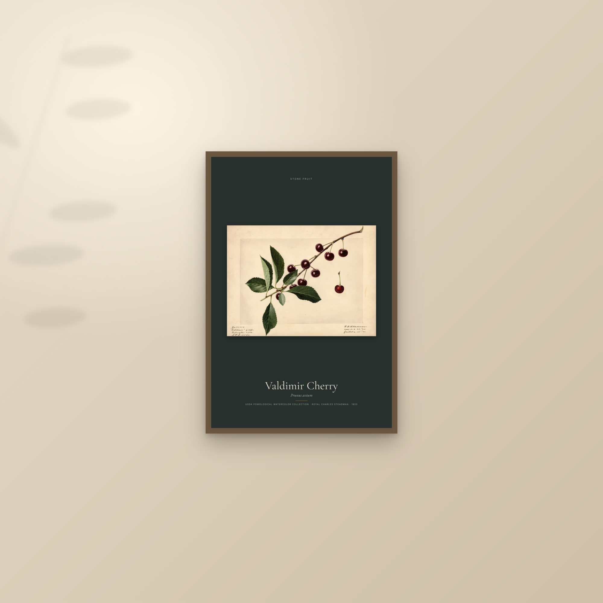 Valdimir Cherry — framed and styled on a sunlit wall