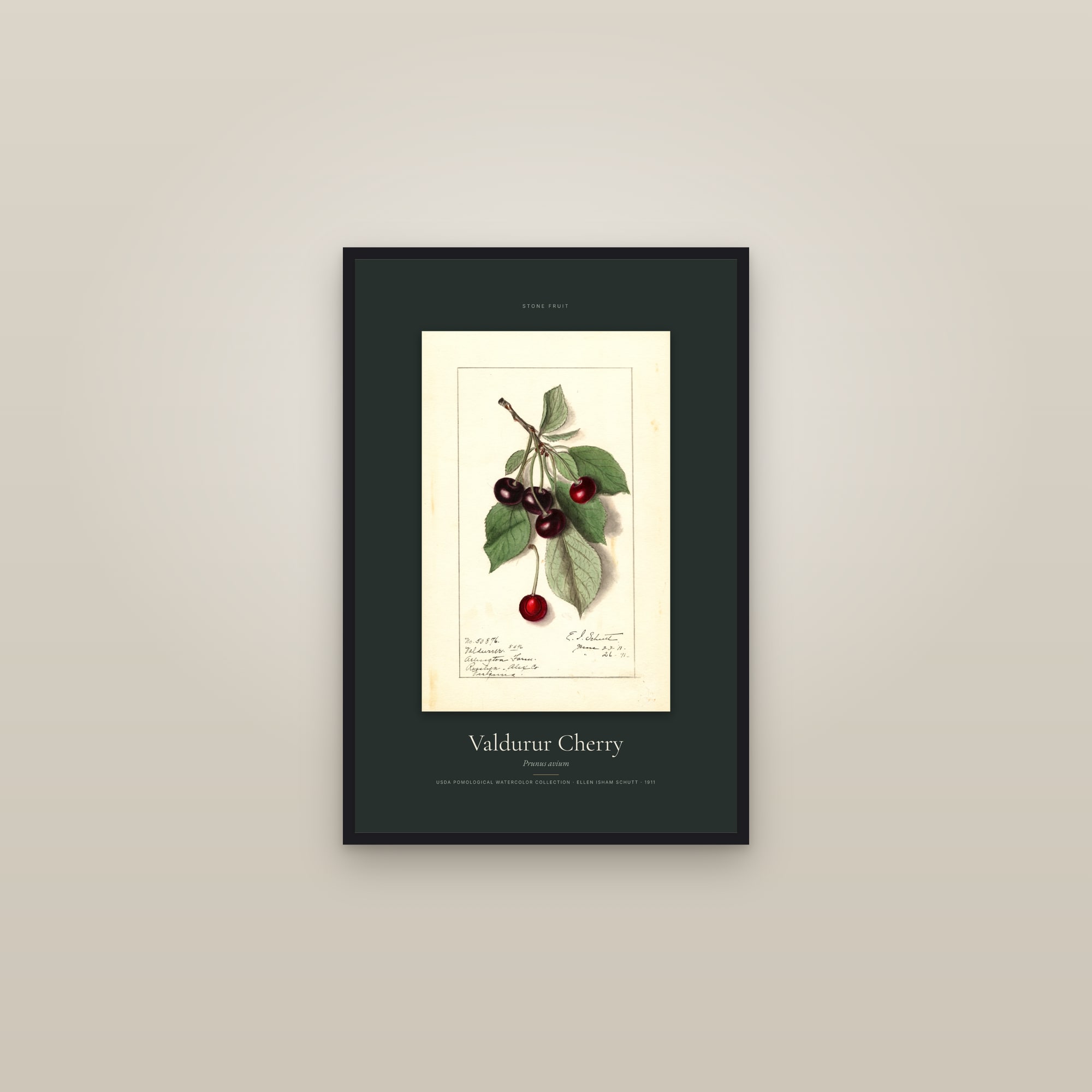 Valdurur Cherry — Specimen — framed in a gallery setting