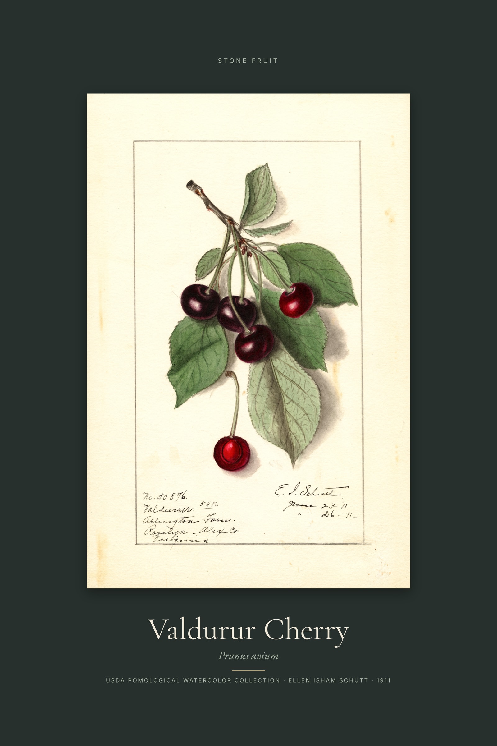 Valdurur Cherry — Specimen