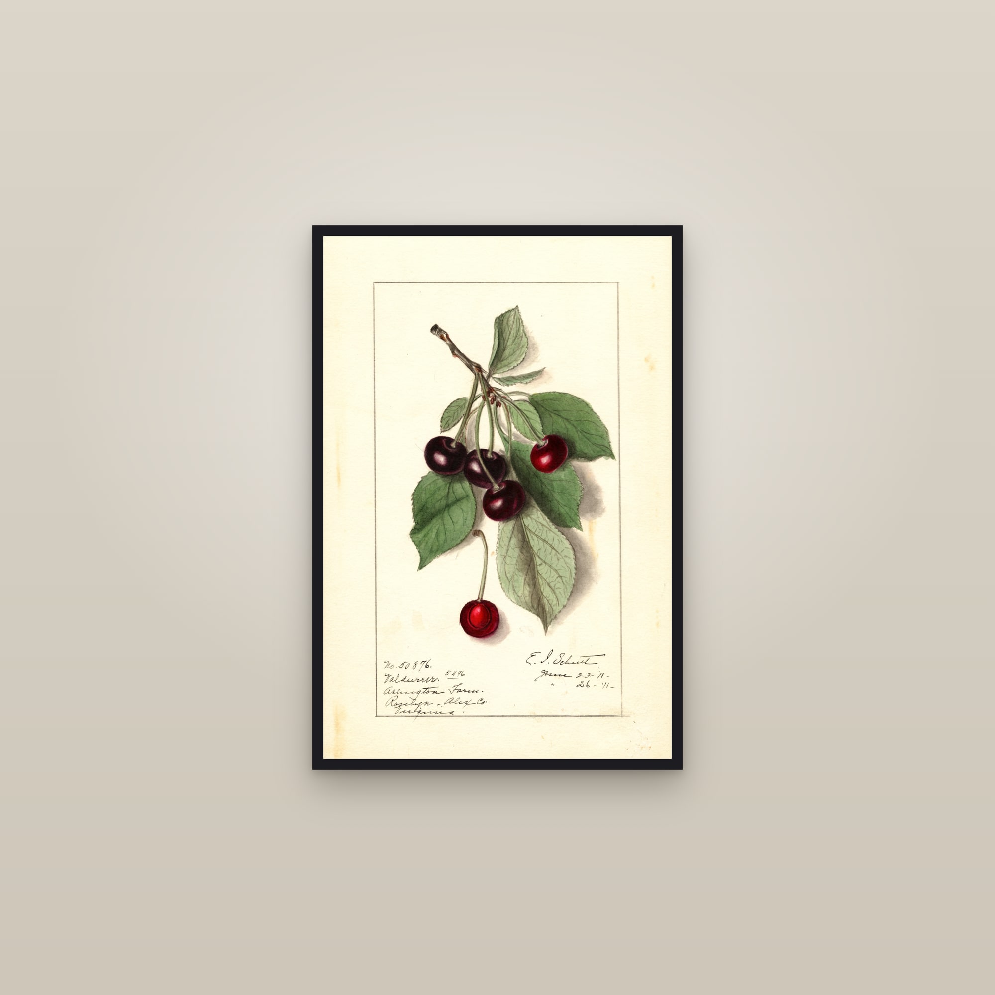 Valdurur Cherry — framed in a gallery setting