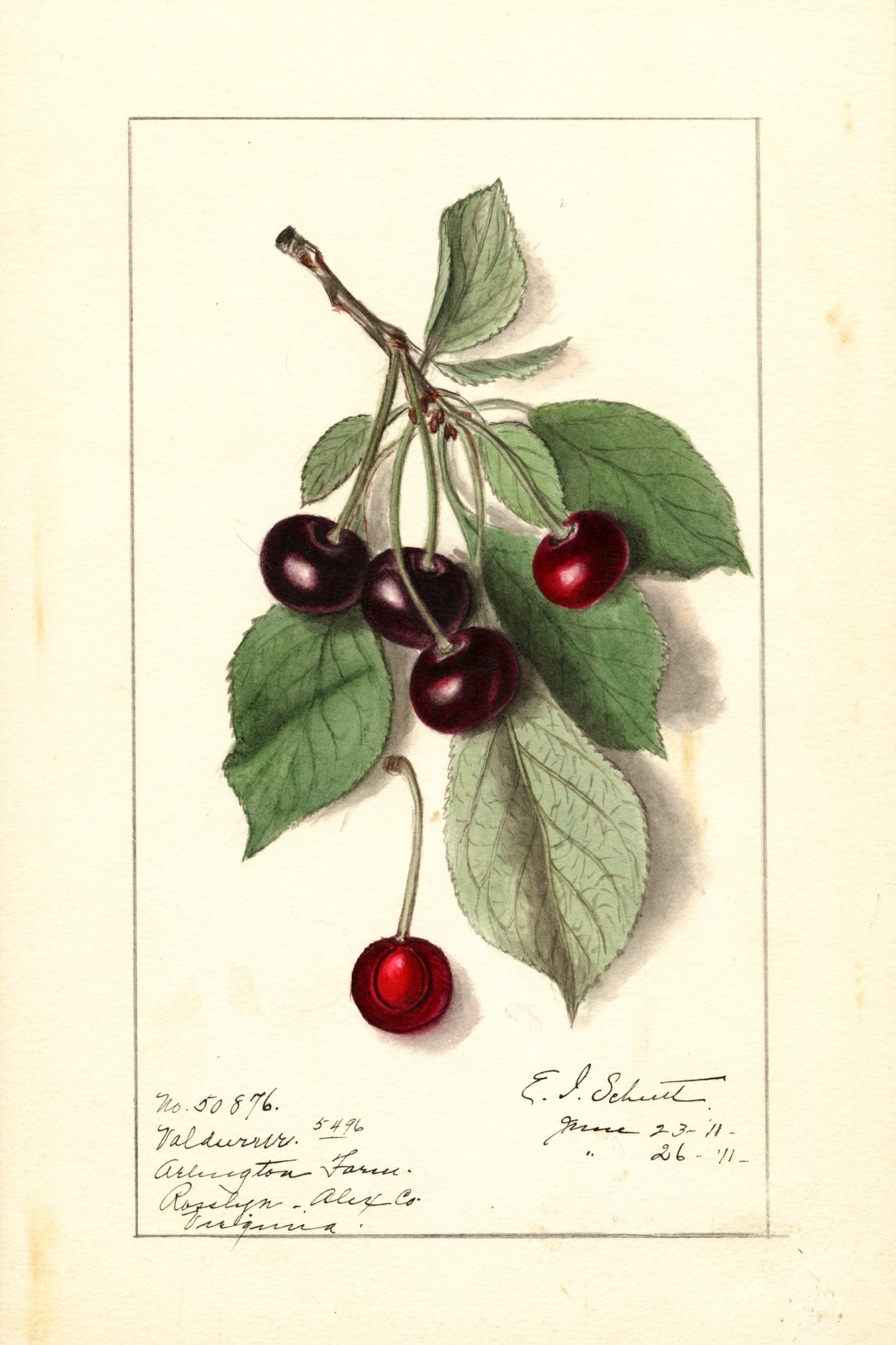 Valdurur Cherry