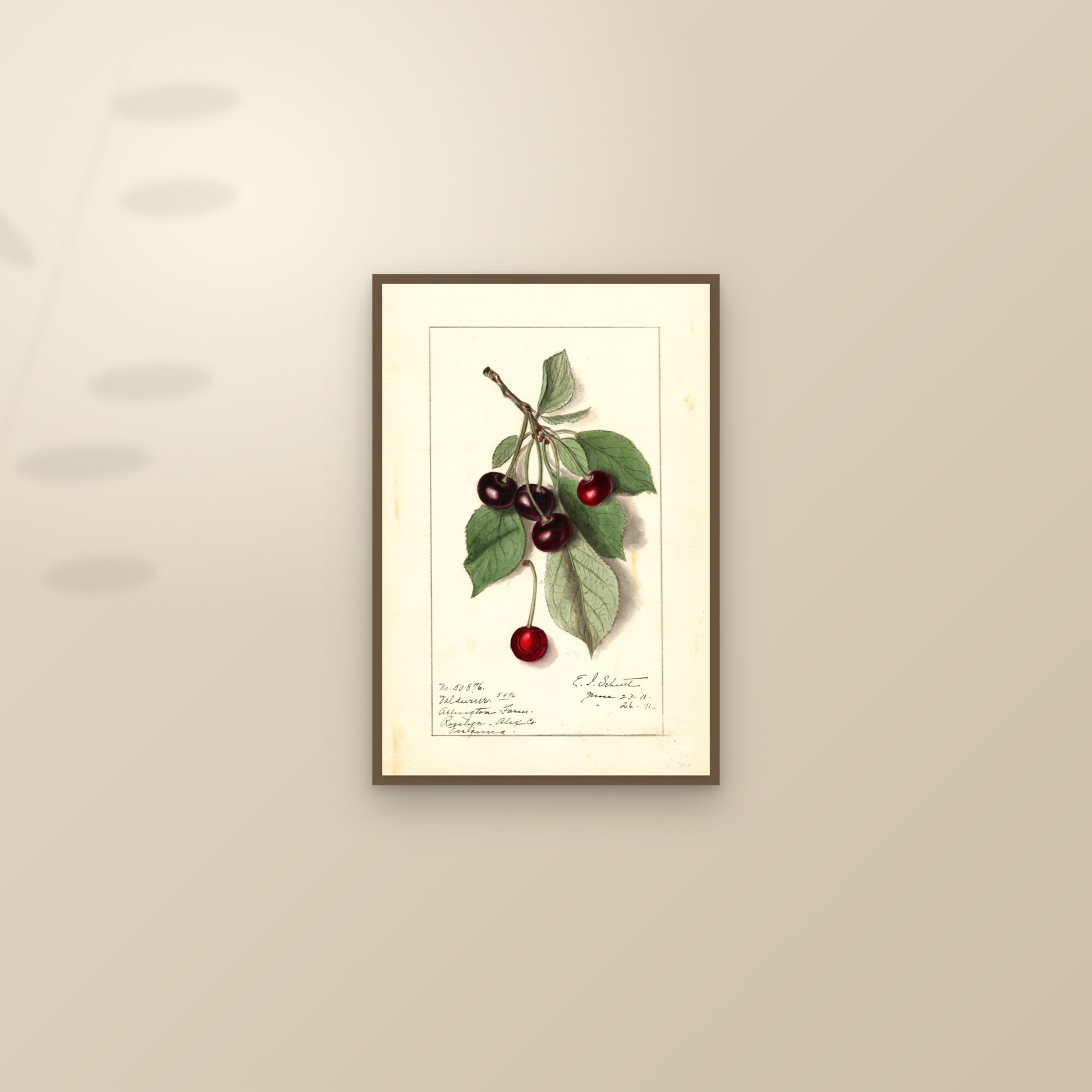 Valdurur Cherry — framed and styled on a sunlit wall