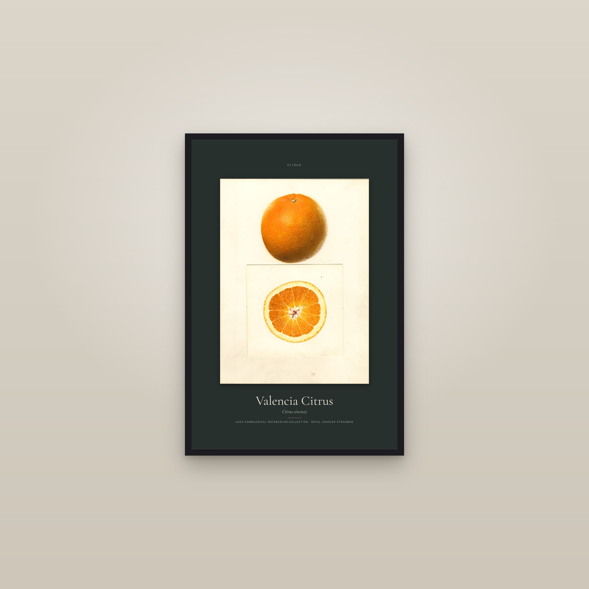 Valencia Citrus — Specimen — framed in a gallery setting