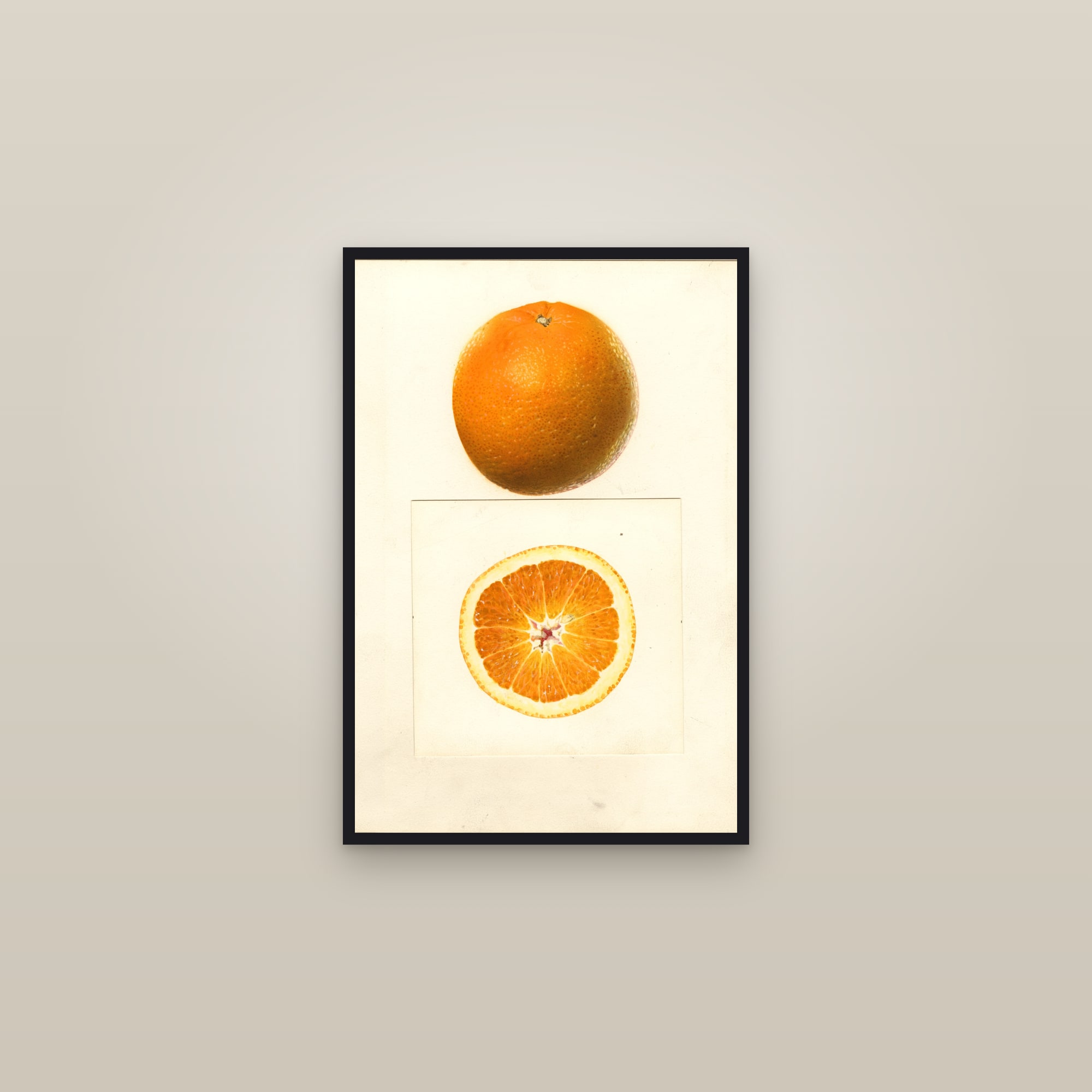 Valencia Citrus — framed in a gallery setting
