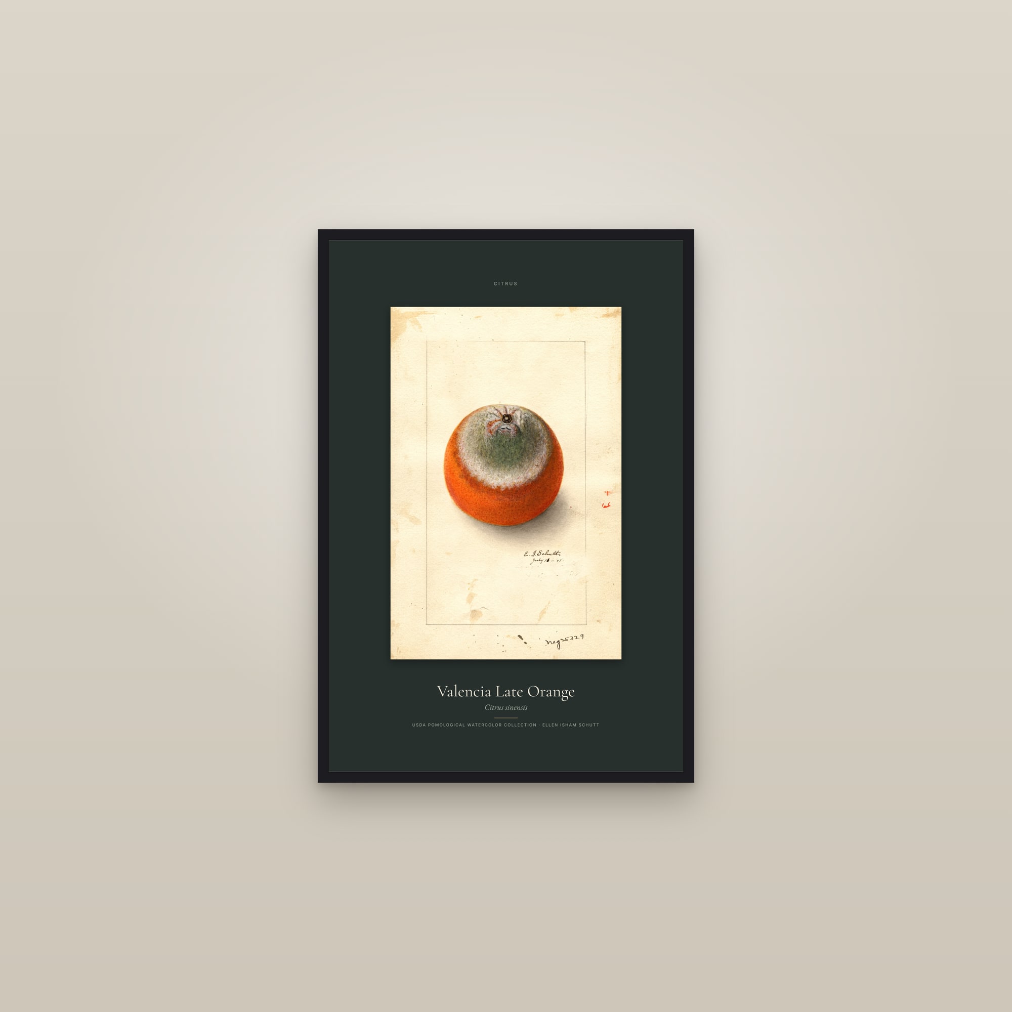 Valencia Late Orange — Specimen — framed in a gallery setting