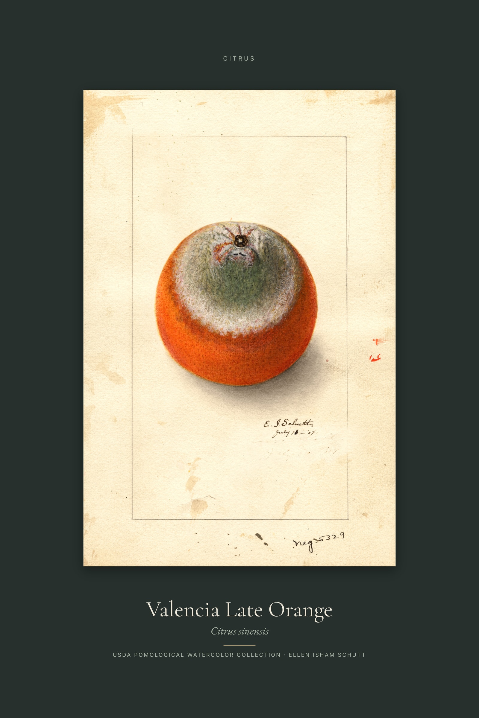 Valencia Late Orange — Specimen