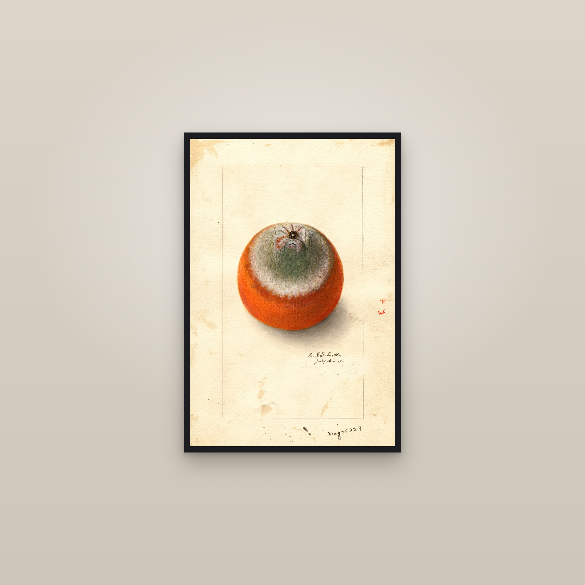 Valencia Late Orange — framed in a gallery setting